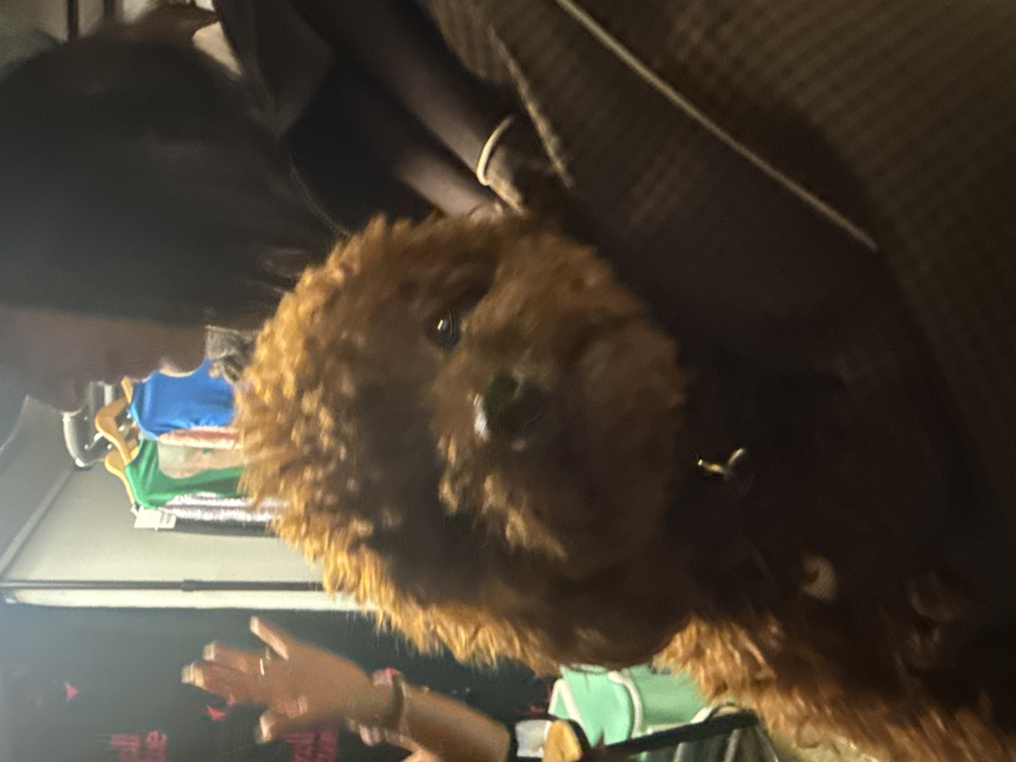 Brown poodle spotted in early morning Los Angeles home