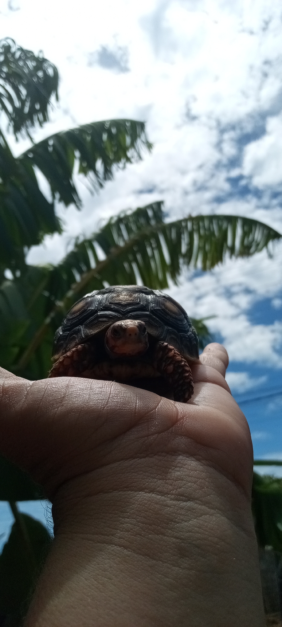 Turtle with yellow-marked shell observed in multiple outdoor locations