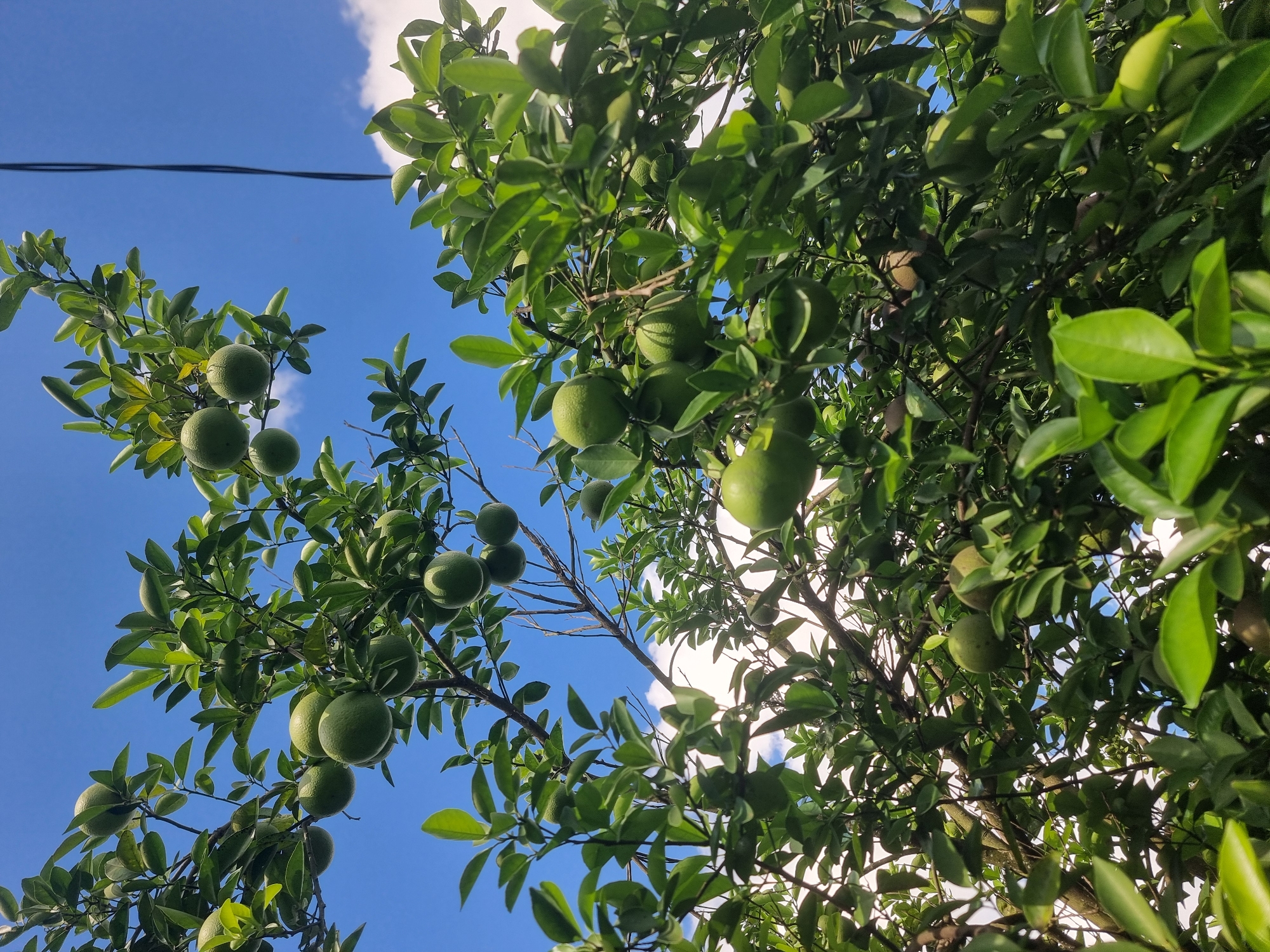 Fruit tree photographed from below in Zanzibar