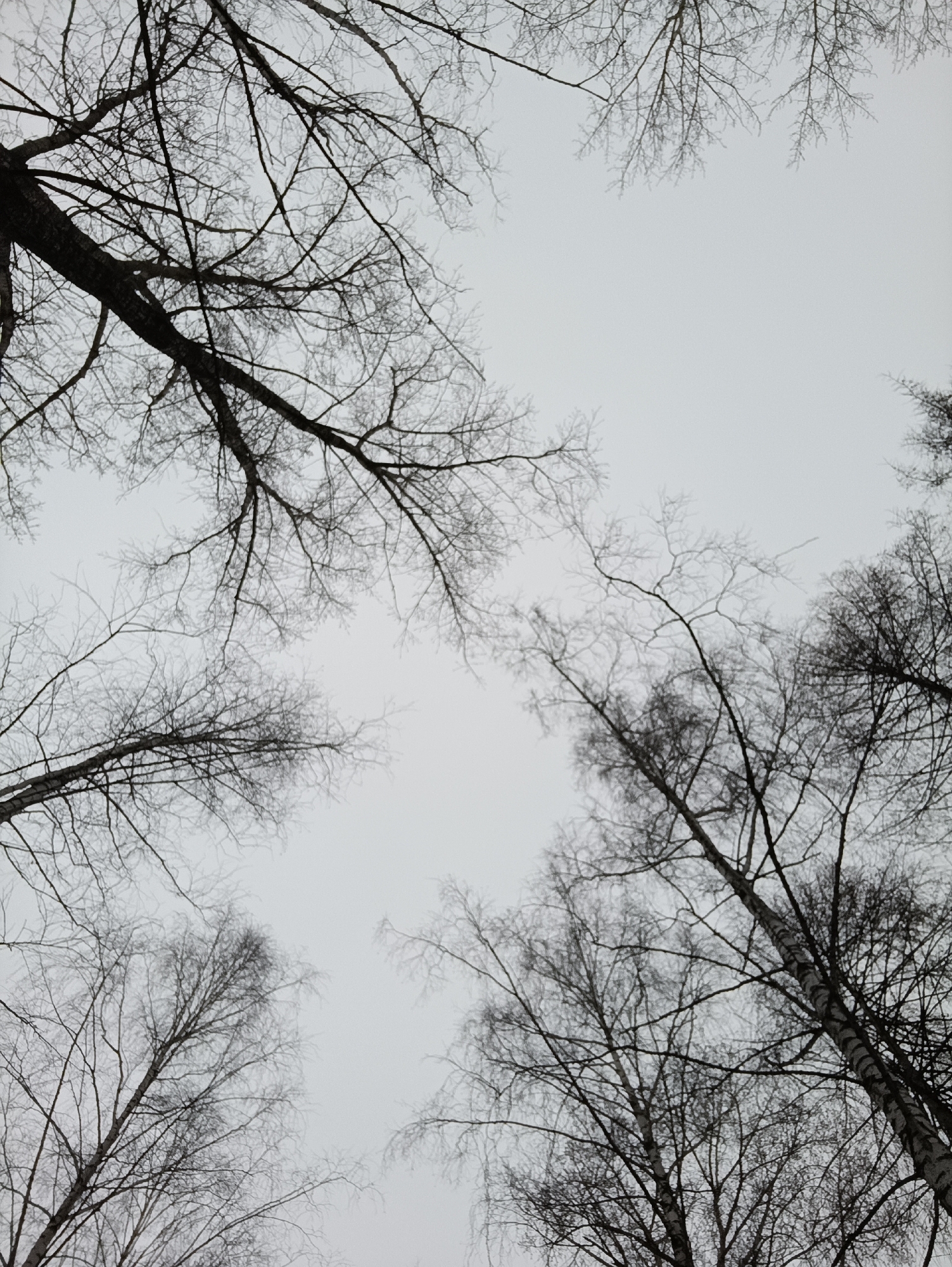 Morning life documented in Chaikovsky: trees, coin, selfie, oranges
