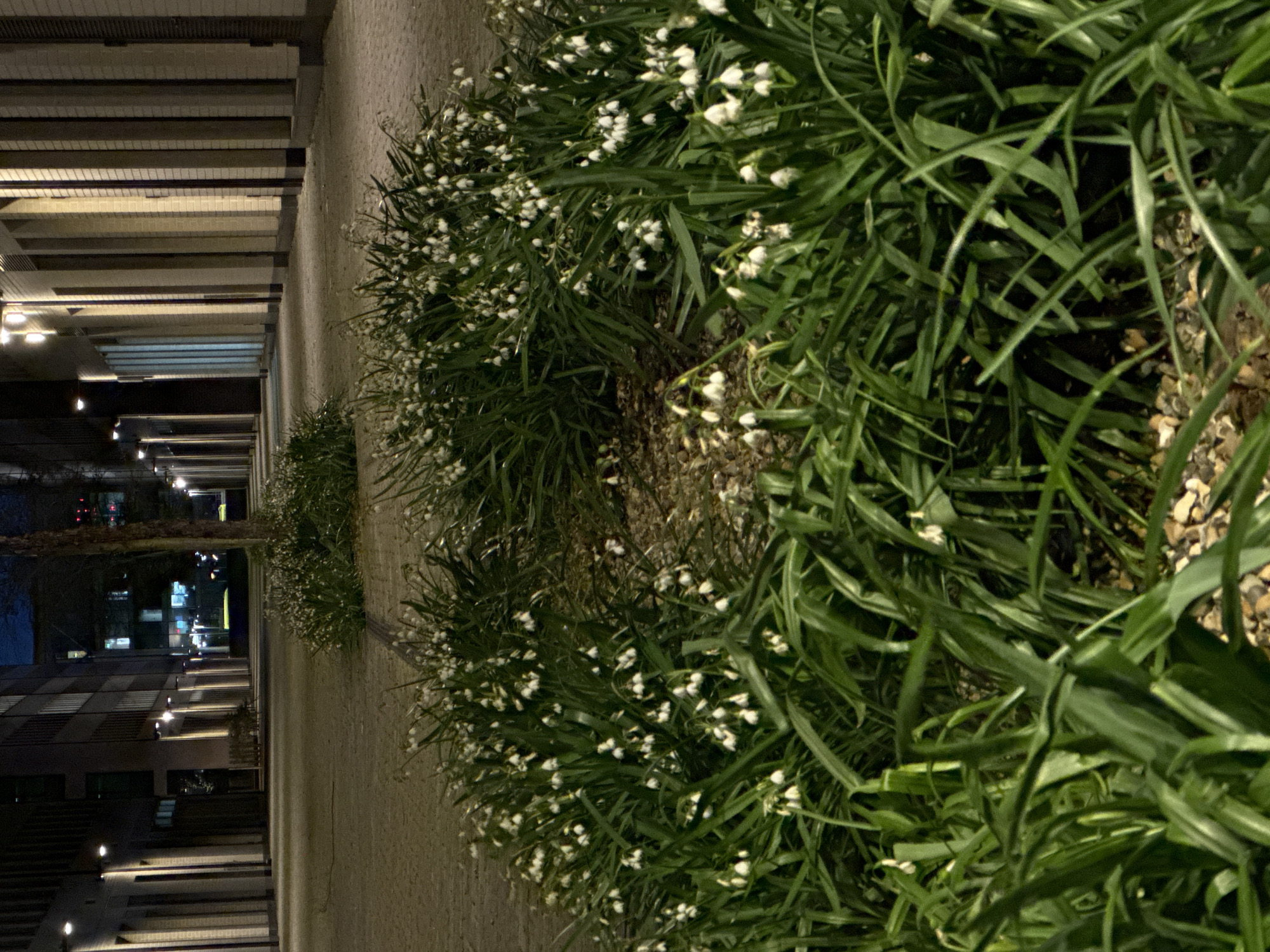 Snowdrop flowers bloom in London pedestrian area