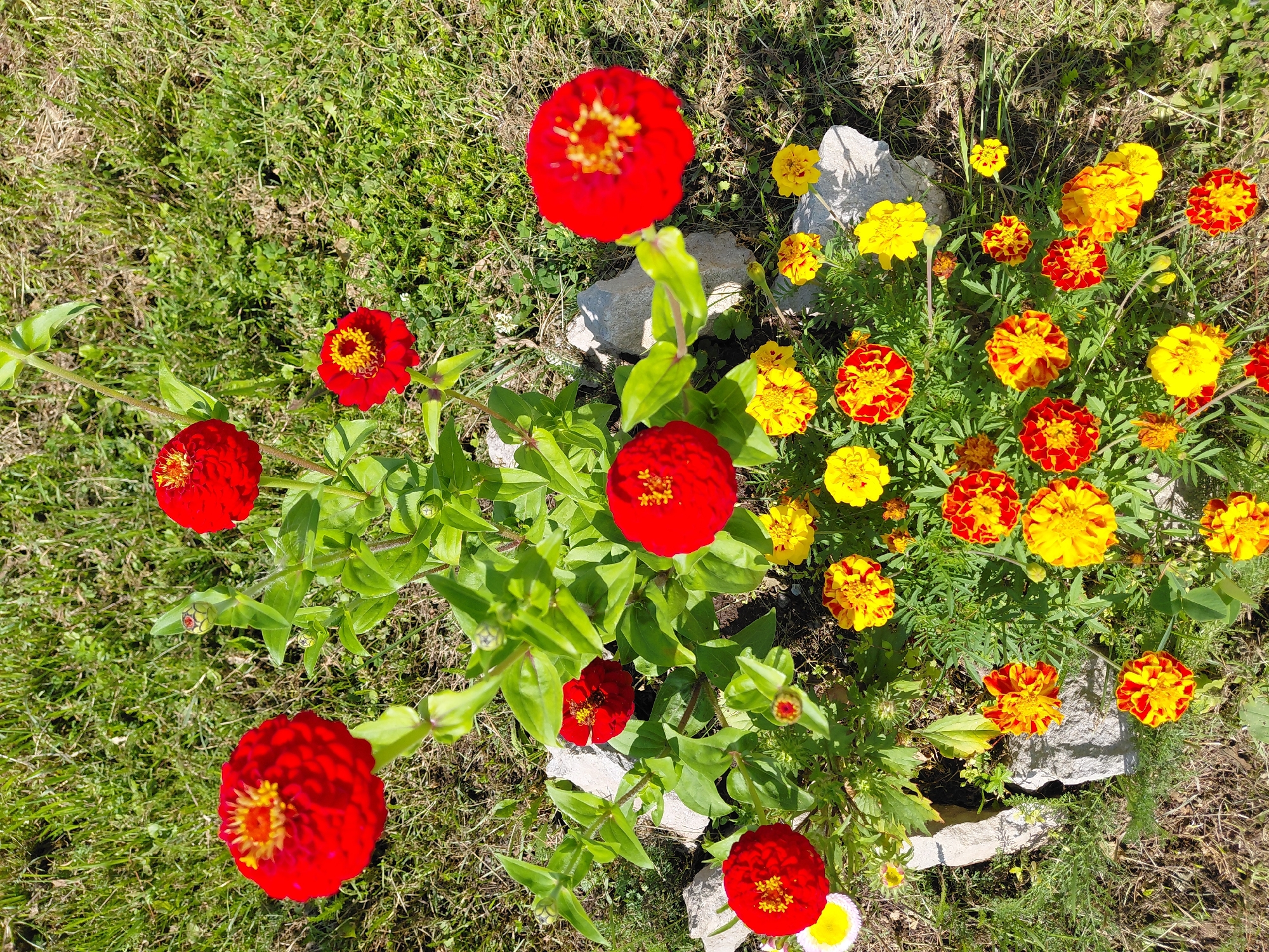 A Siberian dacha garden in full summer bloom and harvest