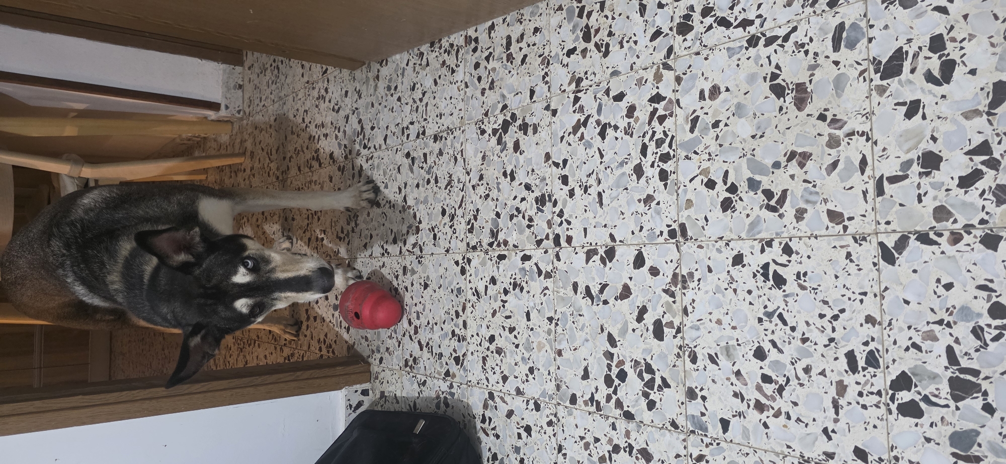 Dogs playing and resting in Sderot parks and homes