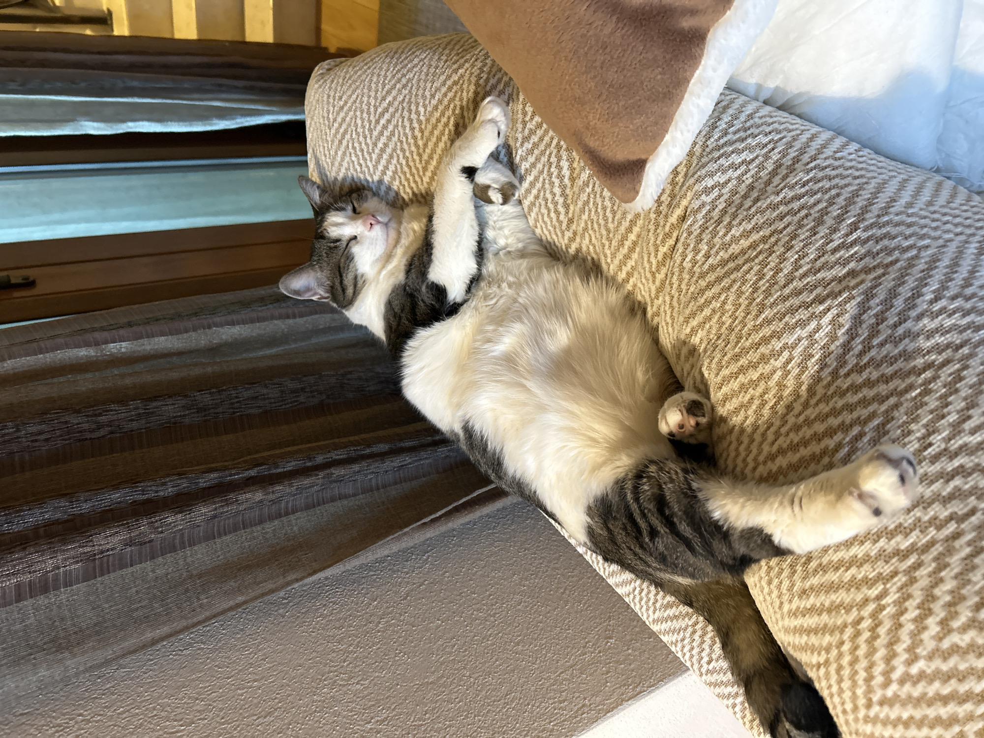 Tabby cat napping hard on a patterned sofa in Bulgaria