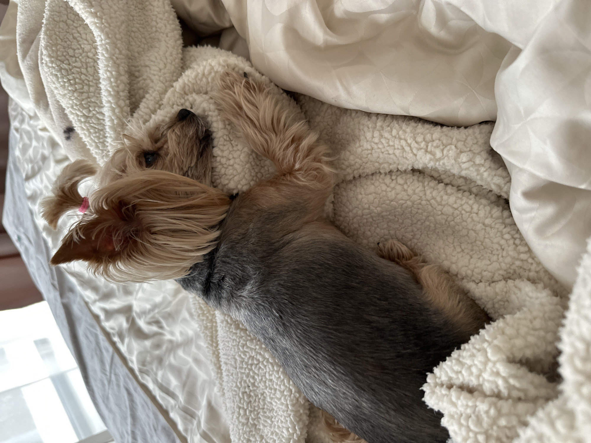 Yorkshire Terrier sleeps peacefully on bed in Sofia