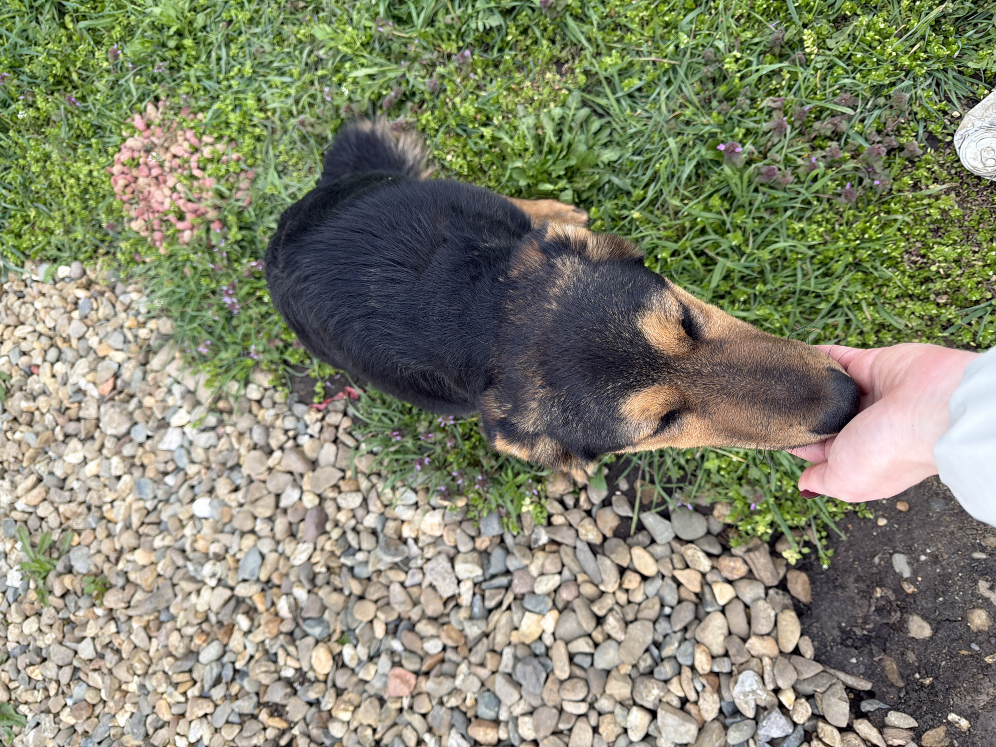 Woman documents quiet day with dogs in Russian town