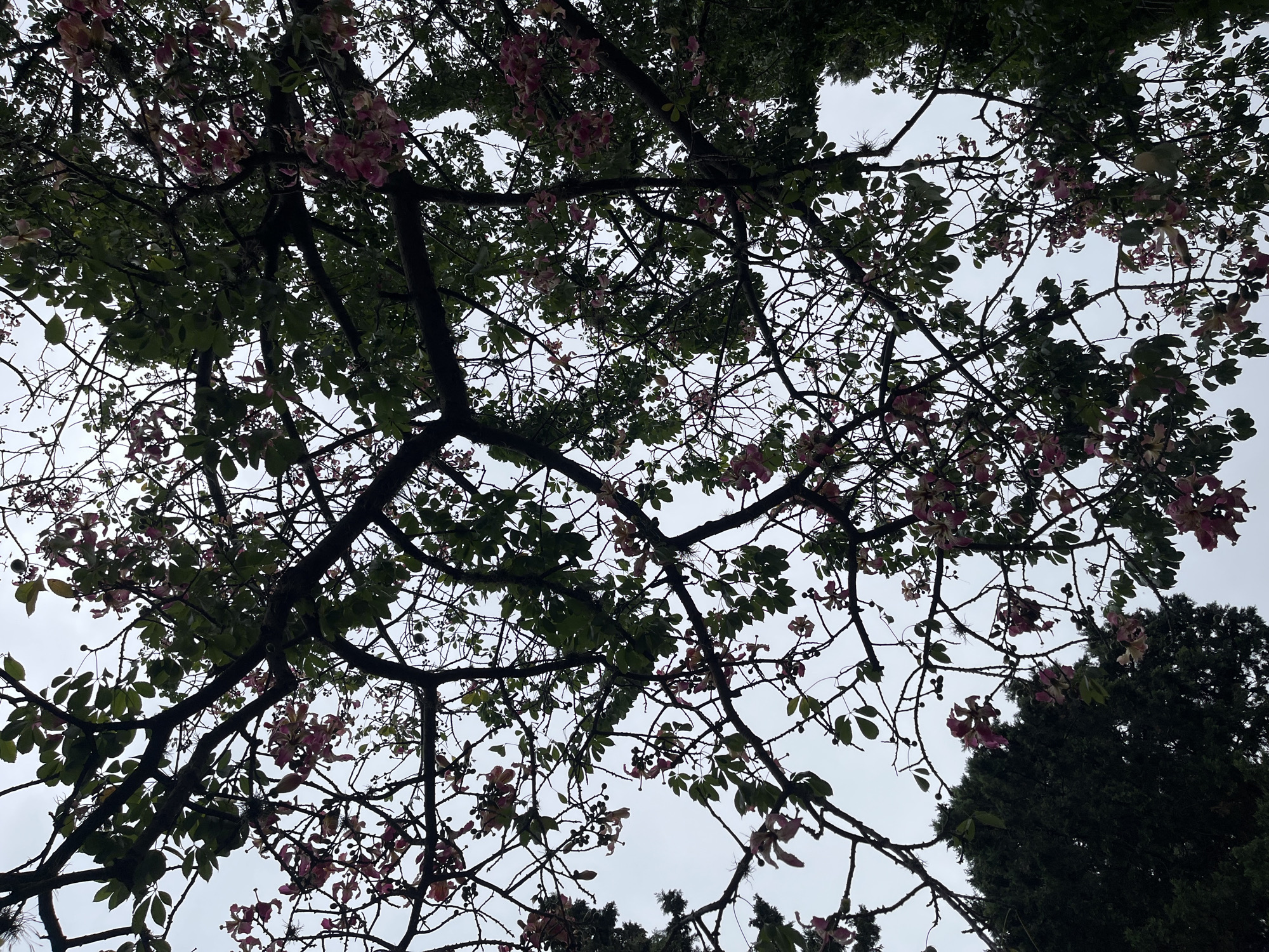 Spring blooms and self-filming captured in suburban Llavallol