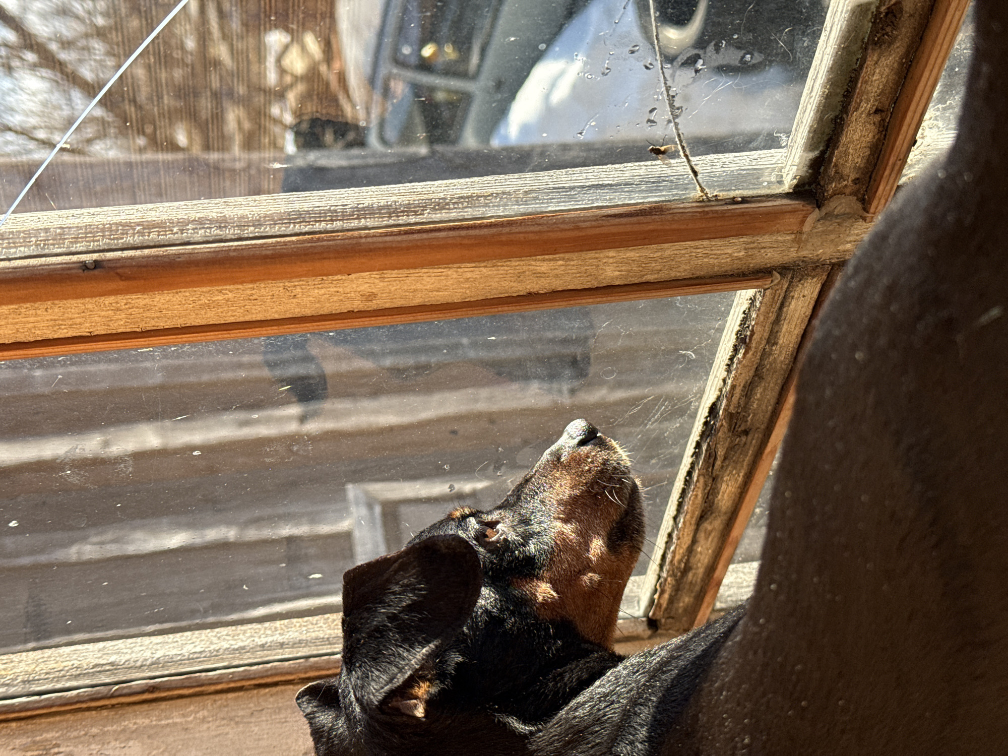 Early morning domestic moments with dog and resident in Russia