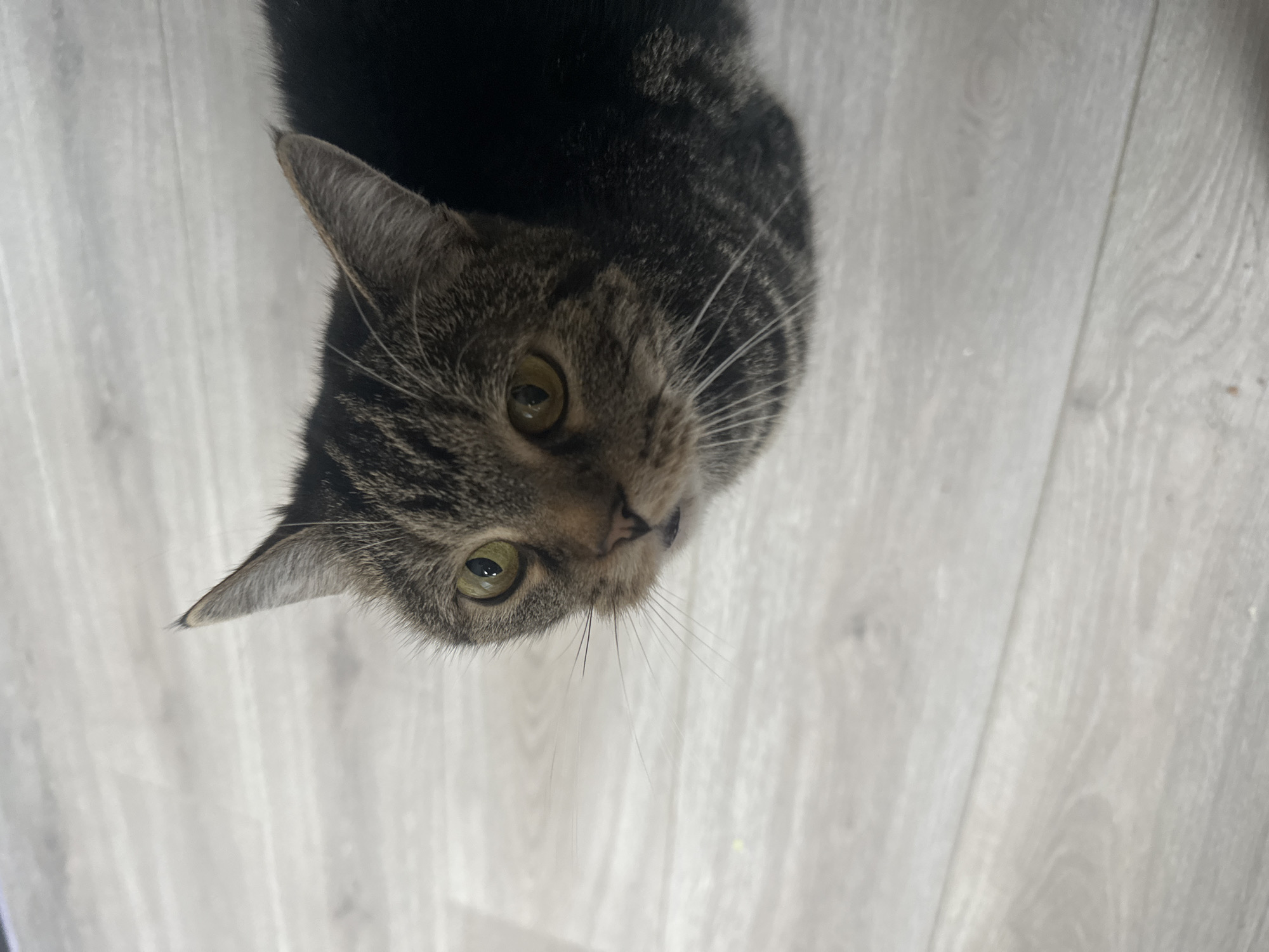 Tabby cat photographed in multiple poses during Stavropol morning