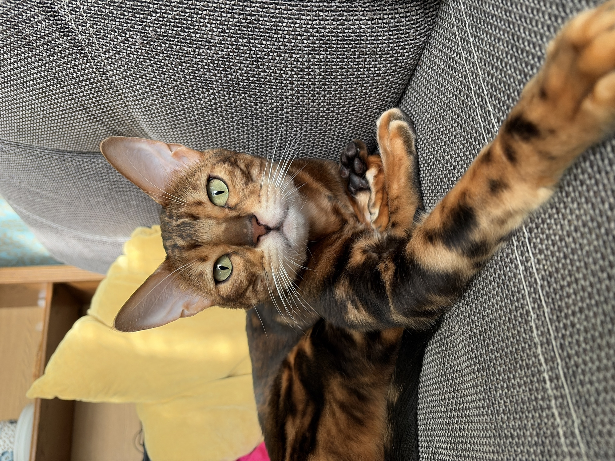 Bengal cat photographed lounging on sofa in Russian home