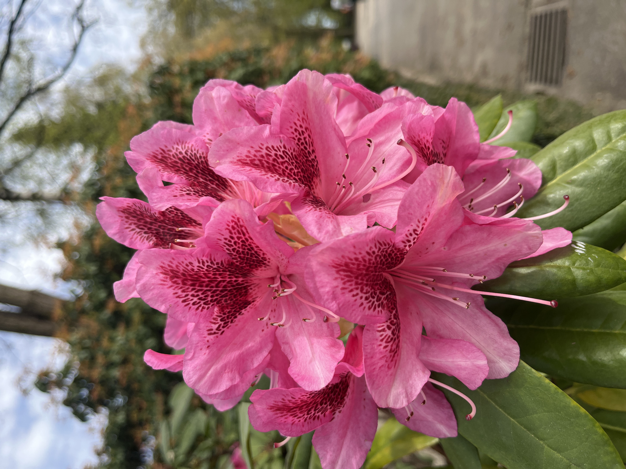 Pink rhododendrons bloom in Solingen, Germany