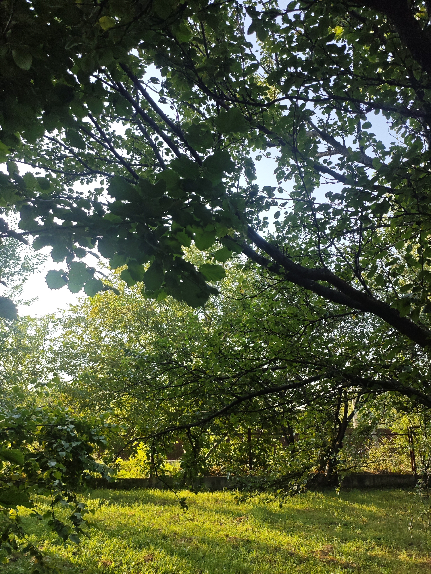 Garden life and neighborhood details from Krasnaya Polyana