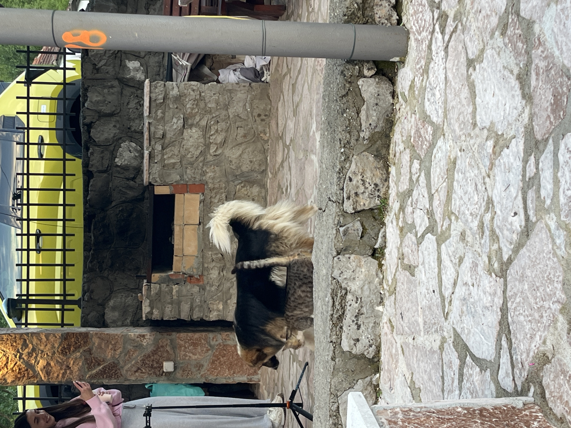 Woman relaxes with dog and cat in rural Montenegro