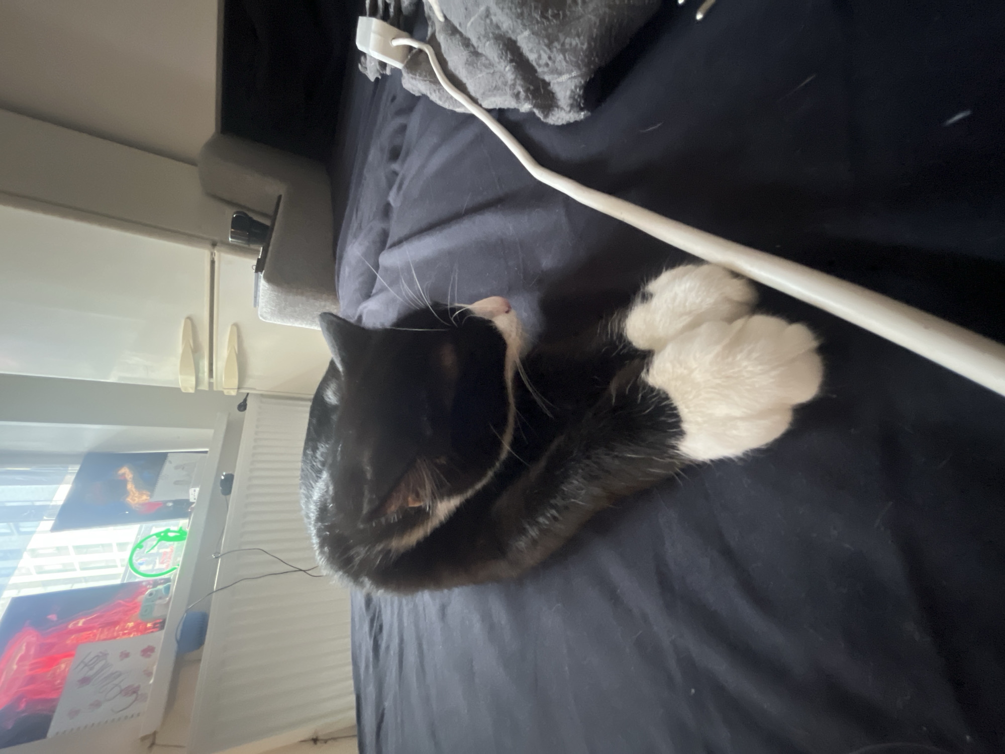 Morning domestic scenes with cat, artwork, cooking in Saint Petersburg