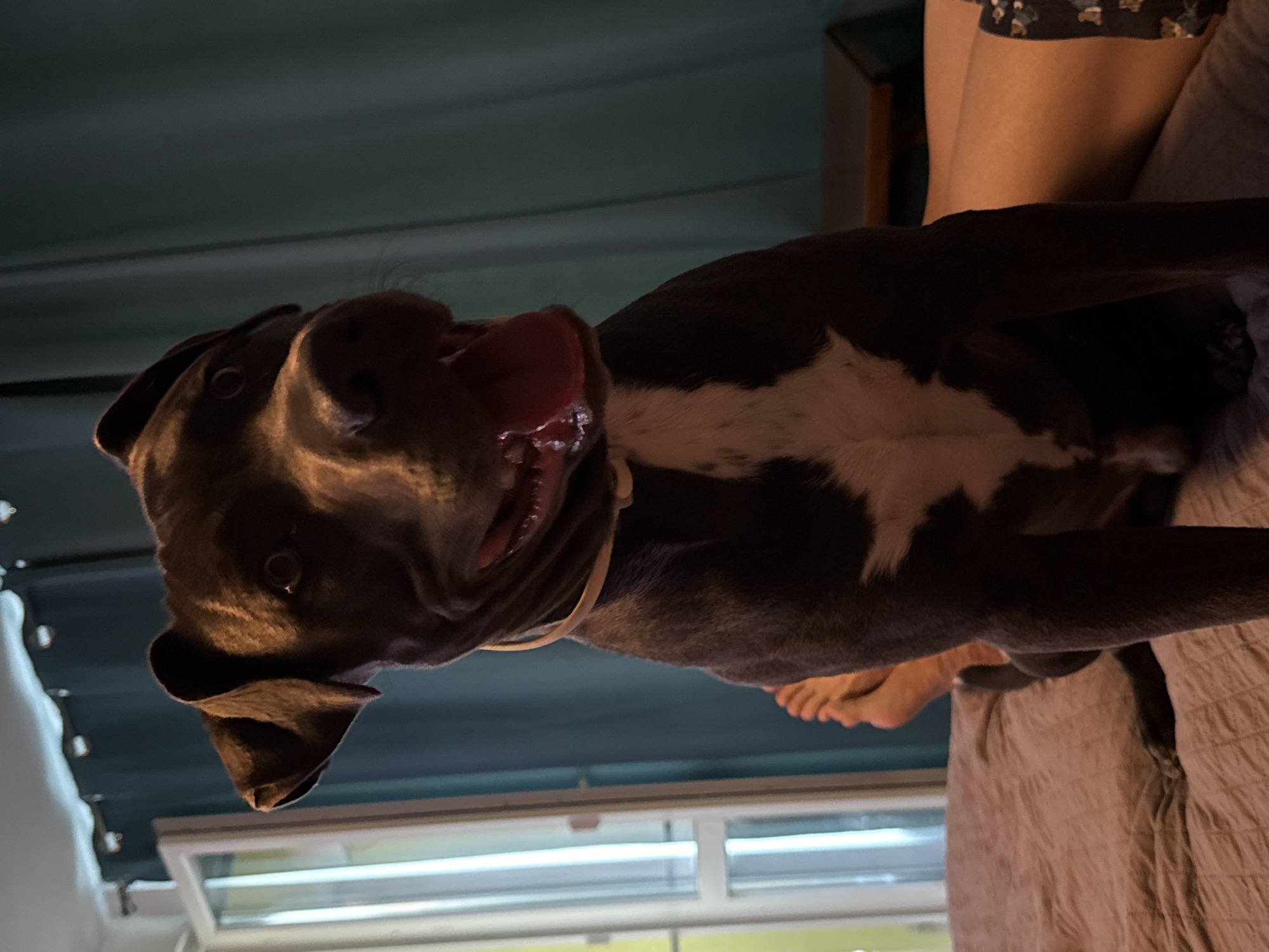 Pit bull mix lounges and plays on a bed in Varna