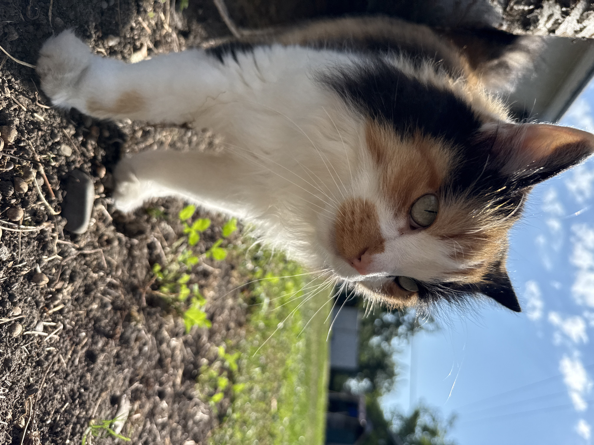Leashed calico cat and backyard wildlife on a summer morning