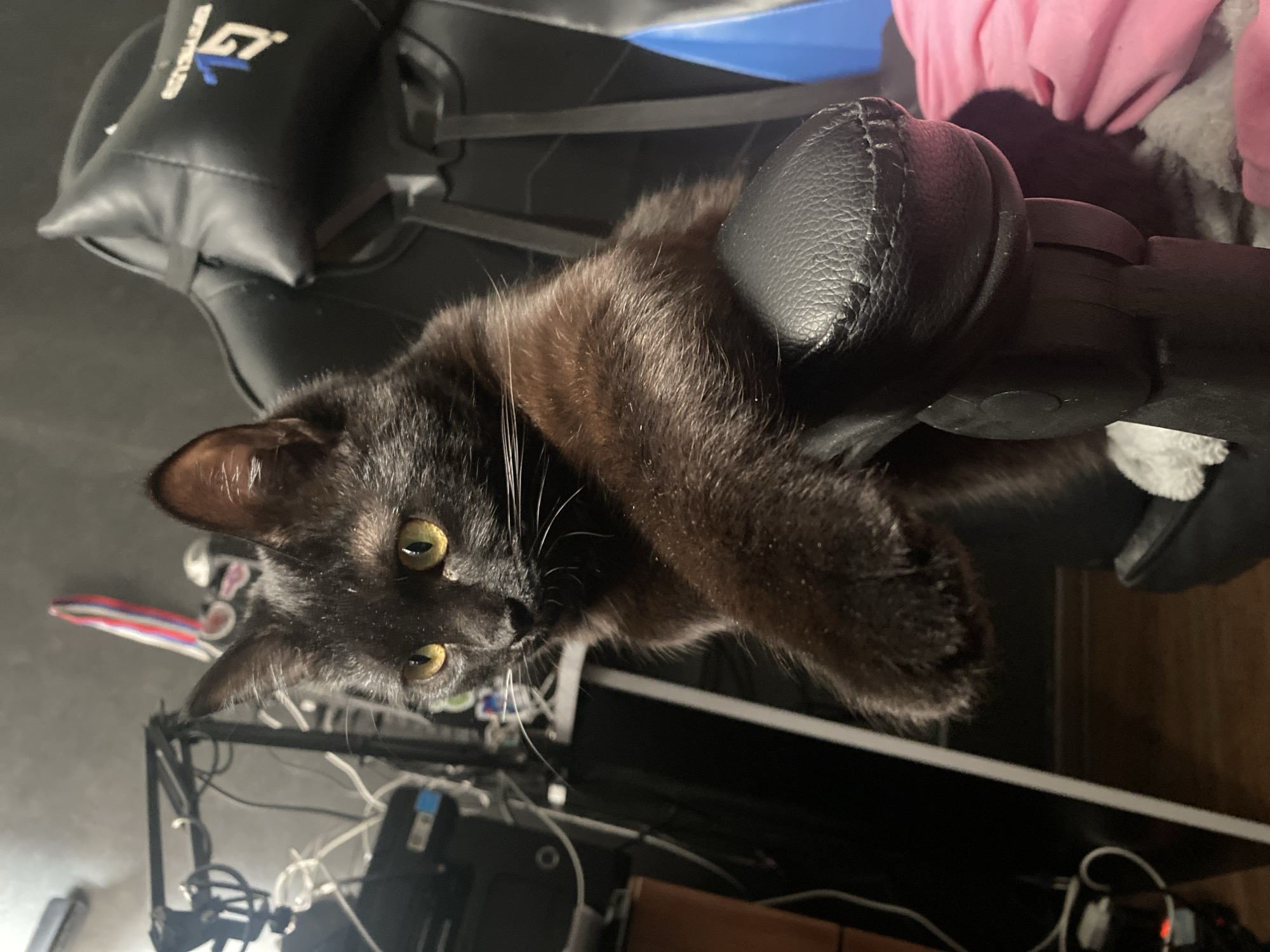 Black cat lounges on gaming chair in Izhevsk office