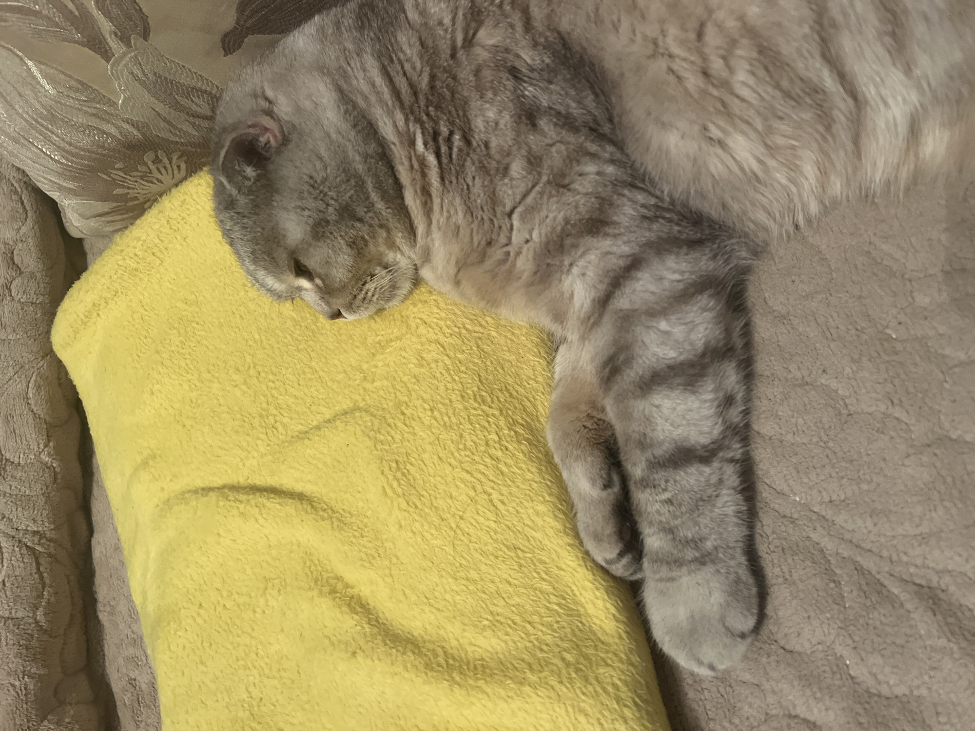 Tabby cat observed resting indoors in Chaikovsky, Russia