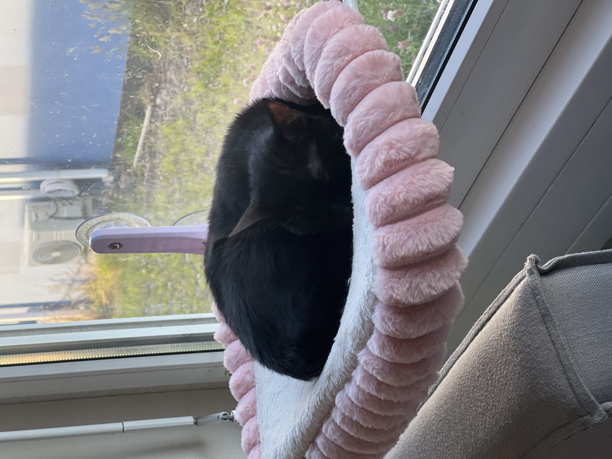 Cats and clutter: a lazy afternoon at home in Genemuiden