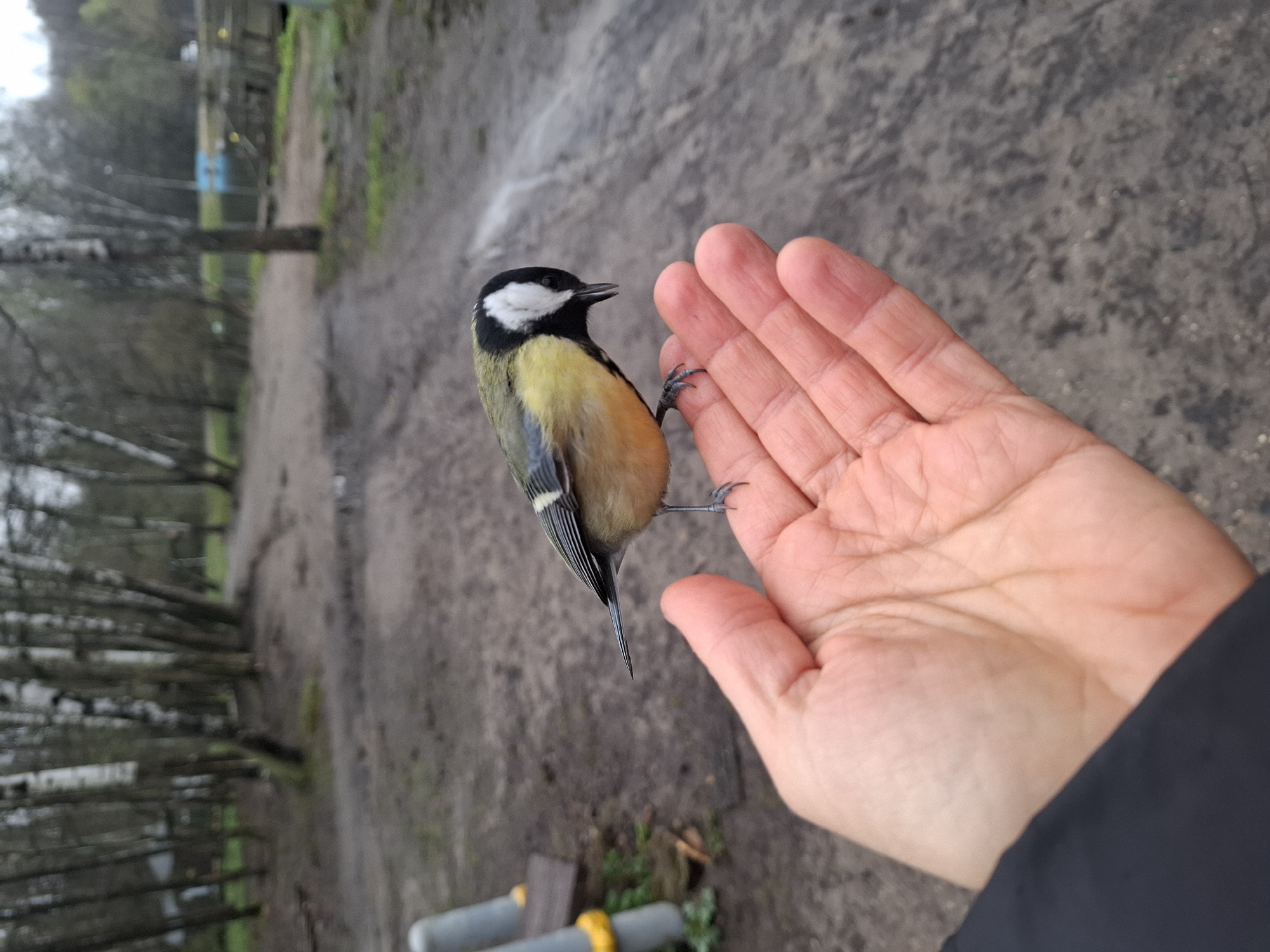 Person hand-feeds Great Tit birds in Moscow park