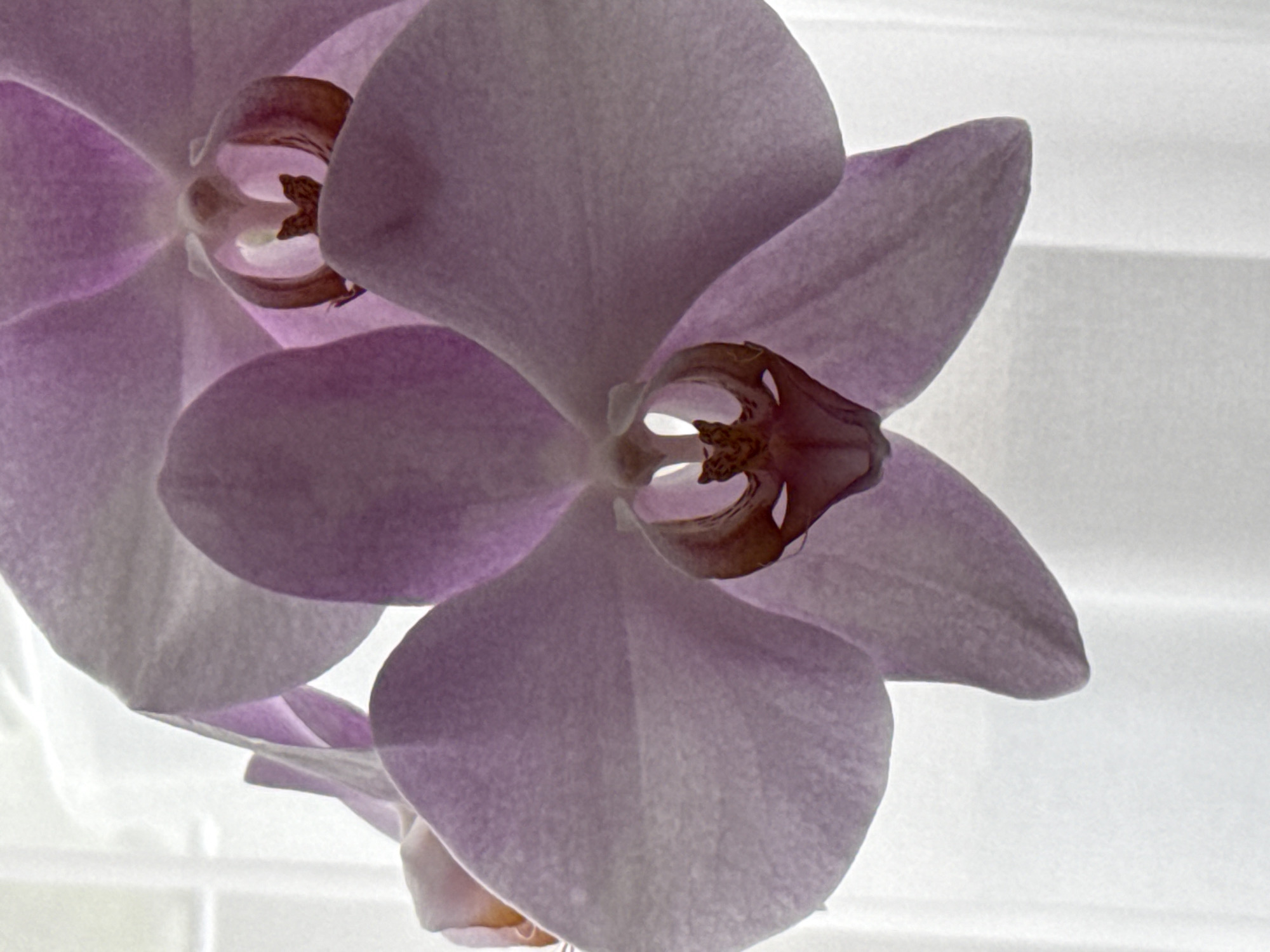 Orchids, cats, and garden flowers at a Moldovan home