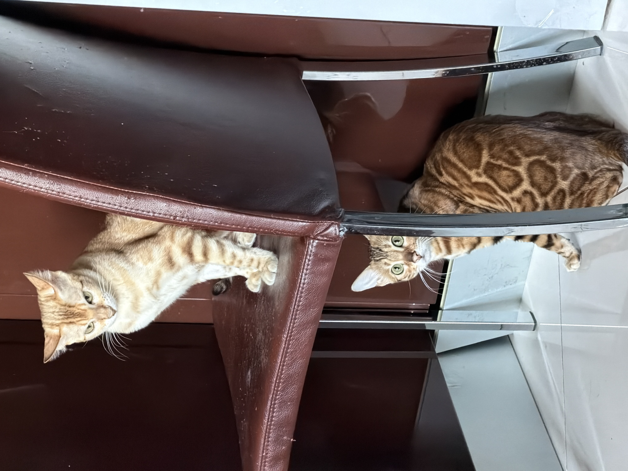 Two cats rest under chair in Russian home