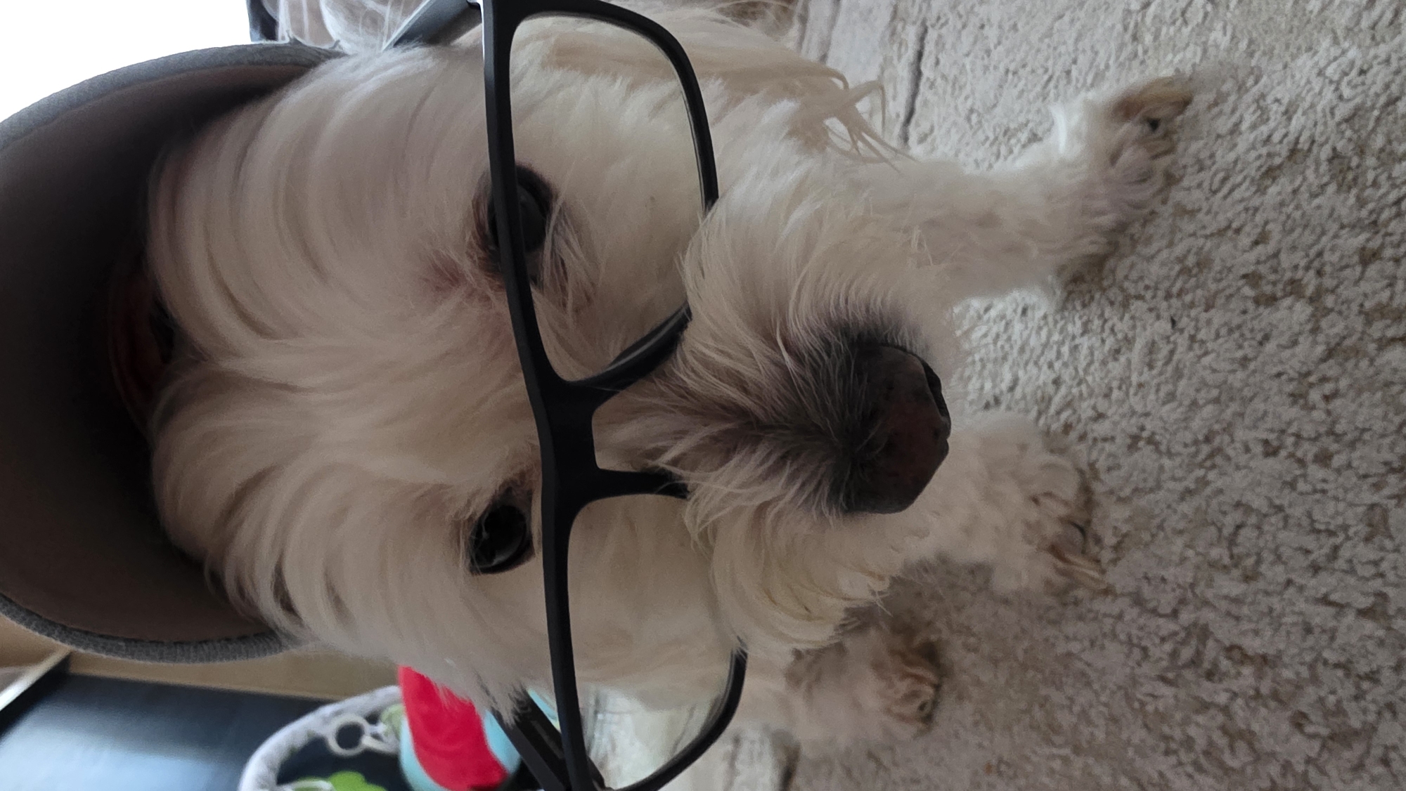 Dog in glasses photoshoot captured in Bulgaria morning session