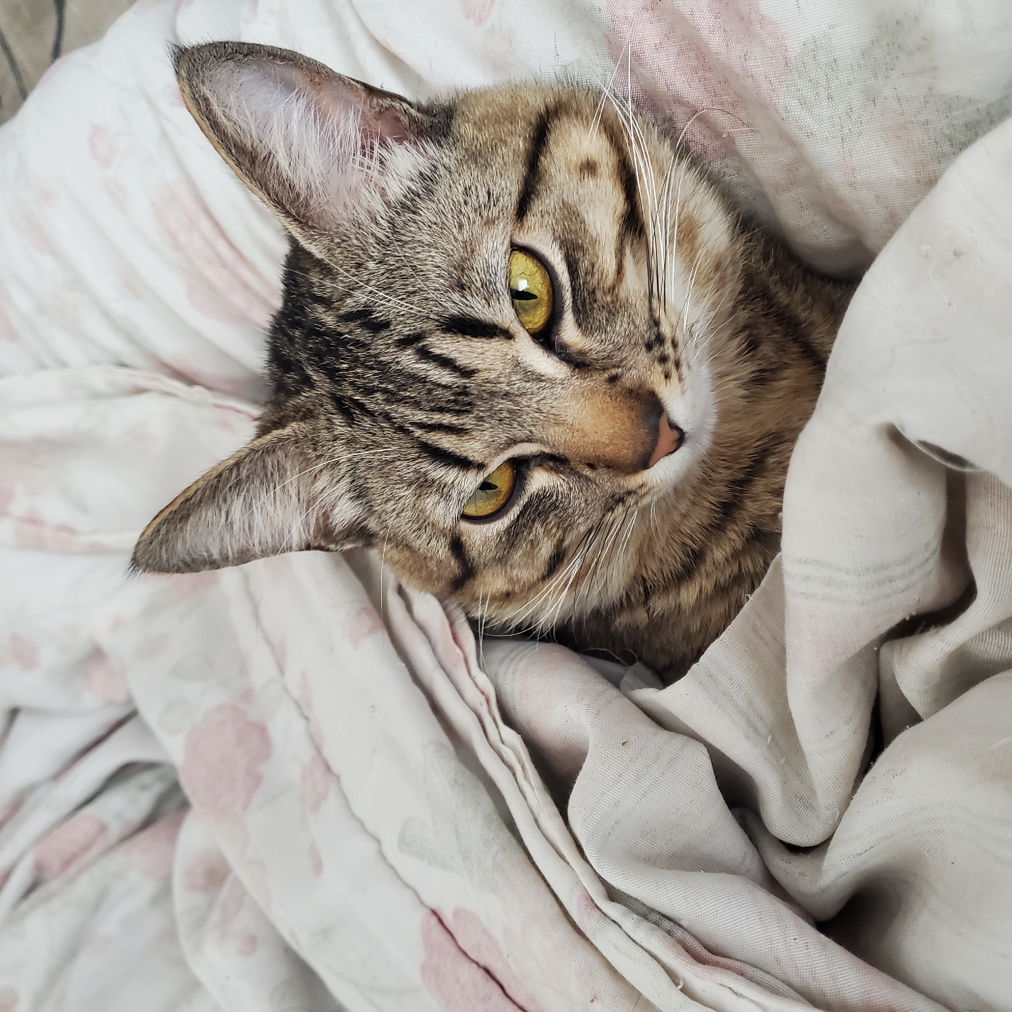 Tabby cat rests on floral bedding in Curitiba