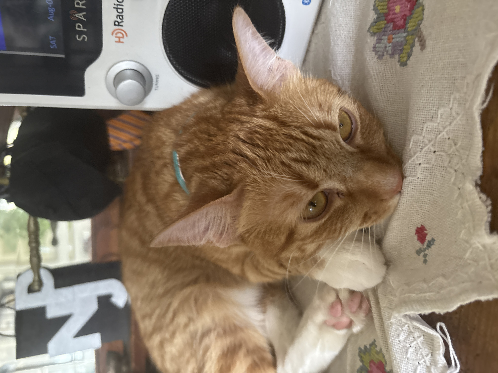 Orange tabby cat rests beside radio in Mexico City