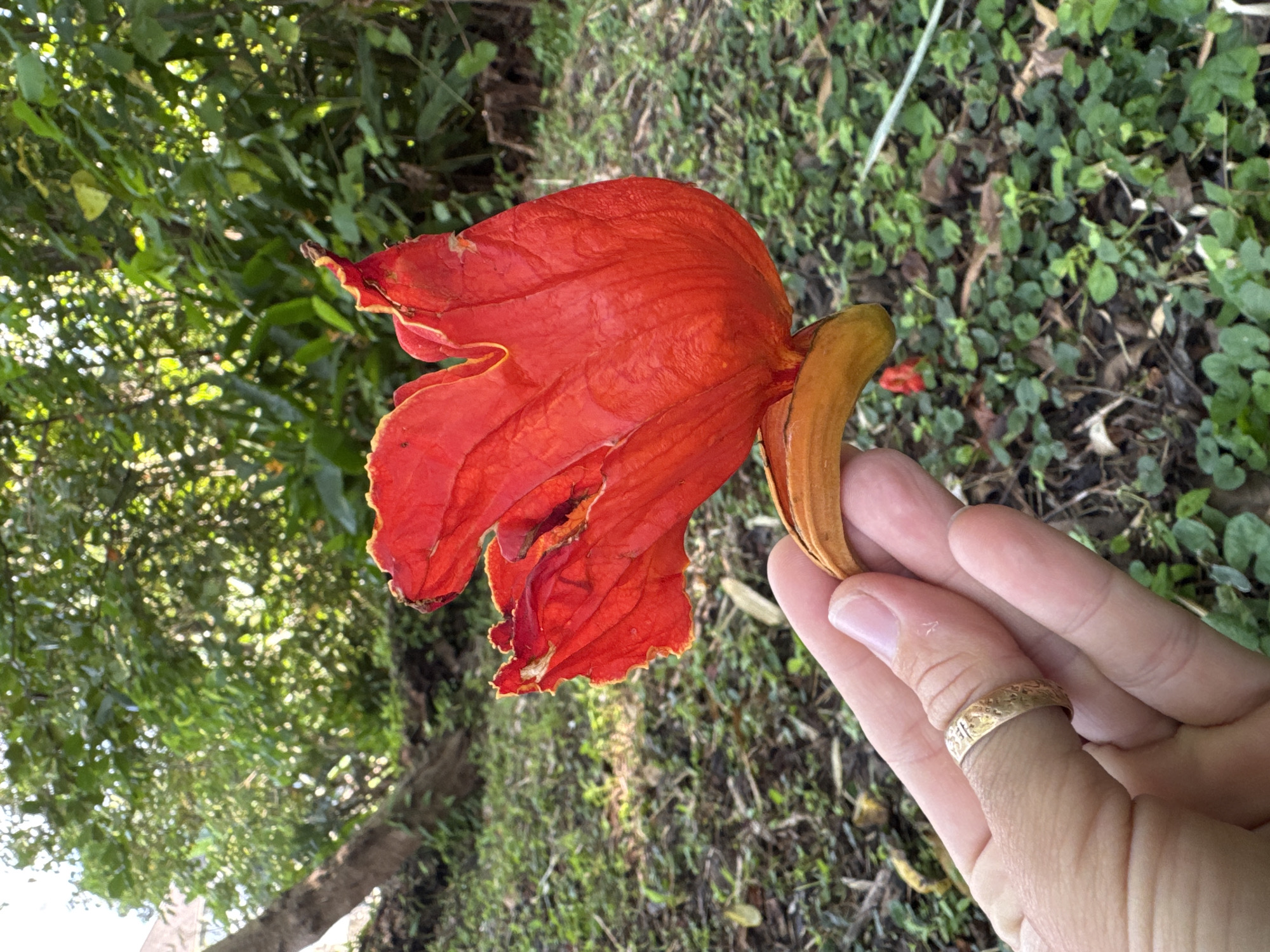 Nature documentation captured in Kediri, Indonesia over one hour