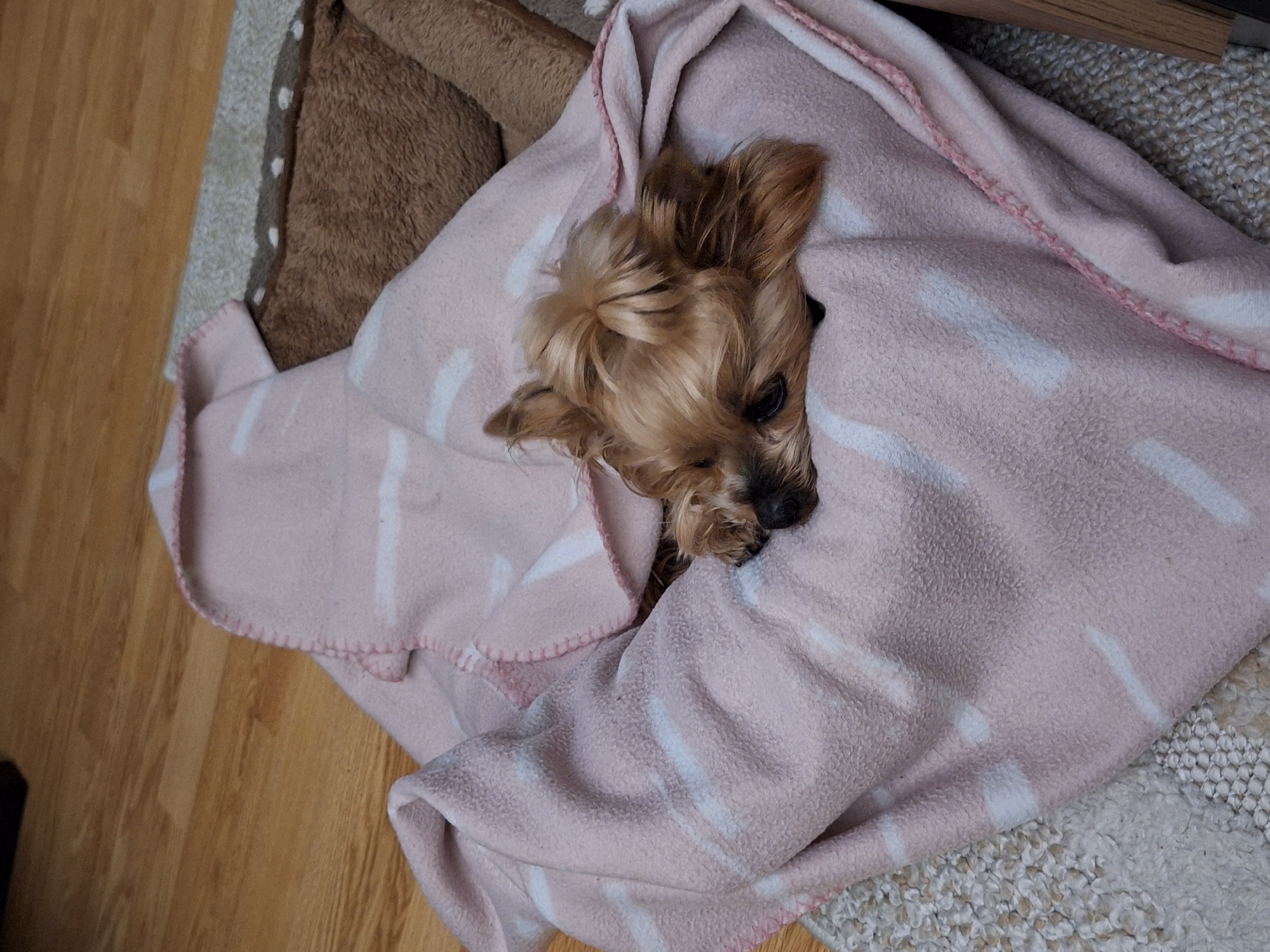 Yorkshire Terrier snuggled in striped blanket in Bulgaria