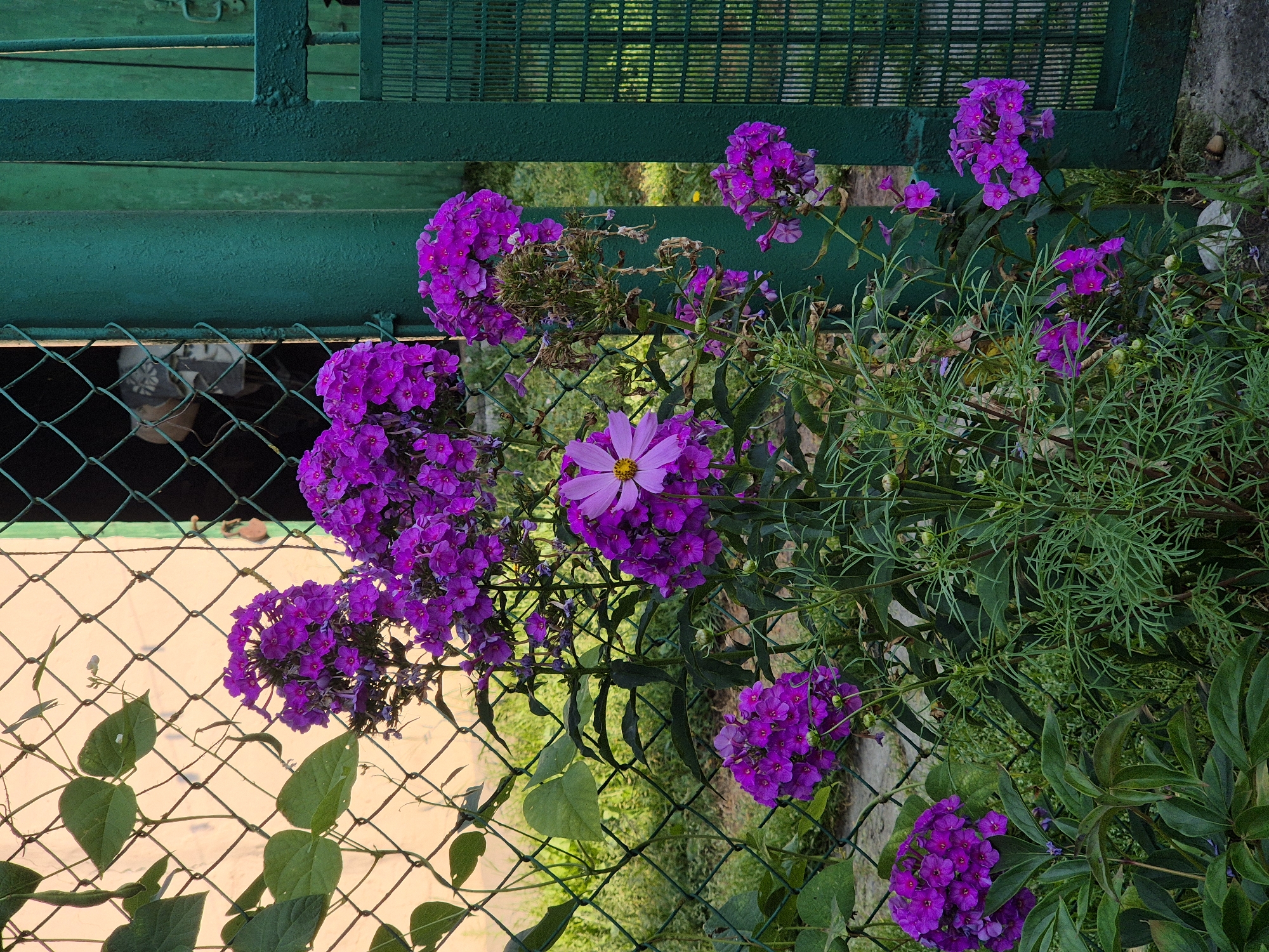 Summer garden life in a Belarusian village, flowers to table