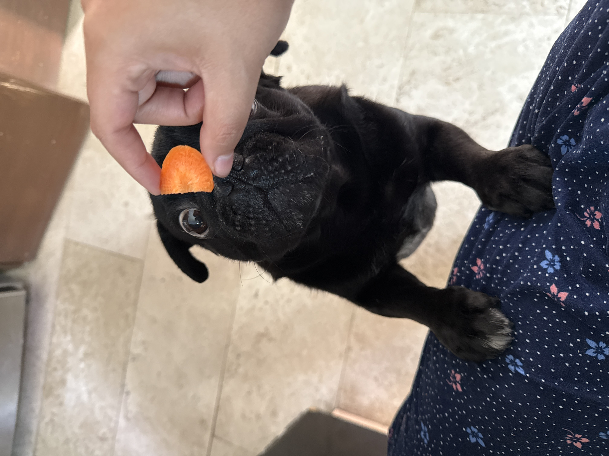 Owner feeds black pug treats at home in Mexico