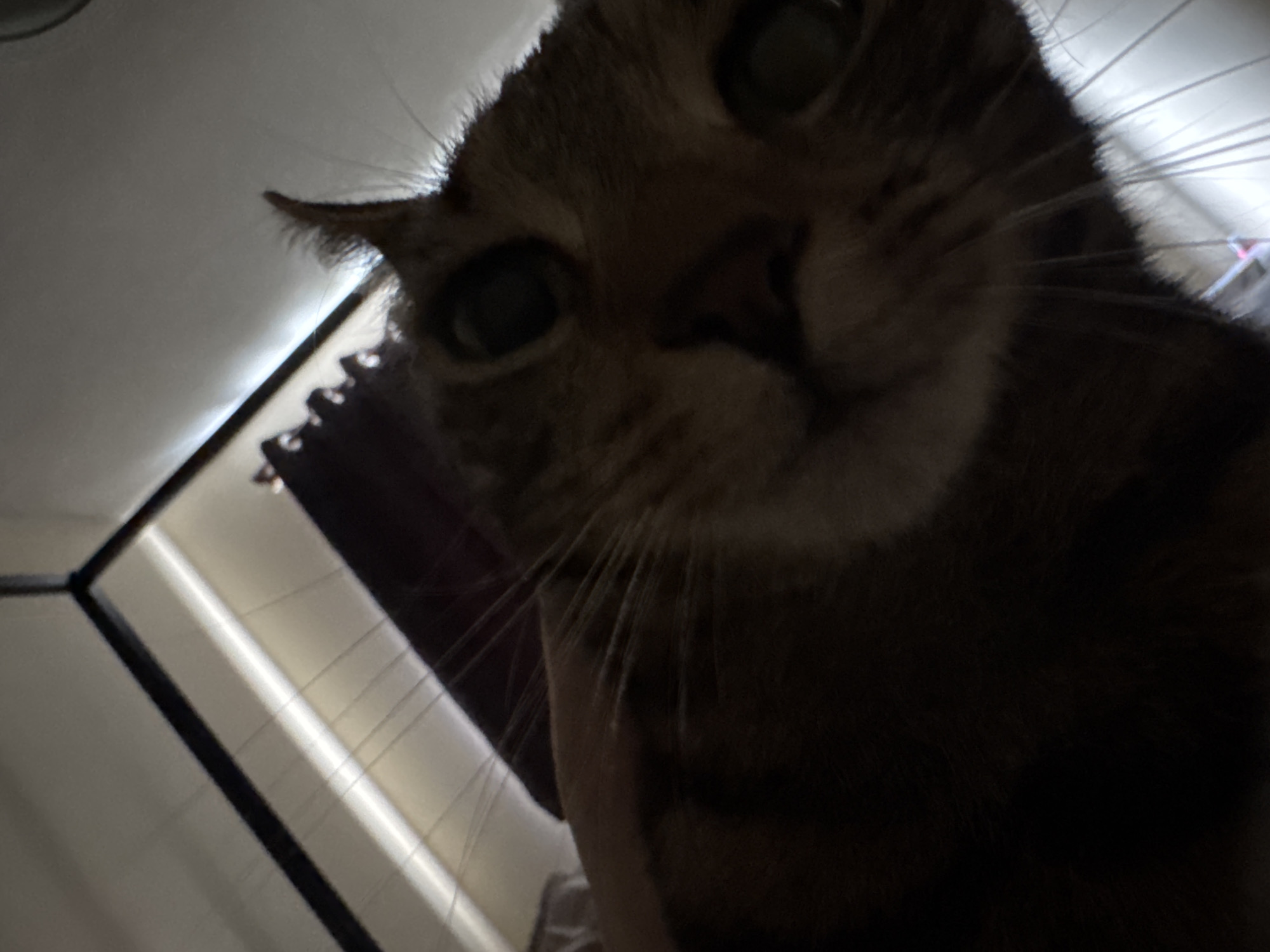 Cats photographed in close-up shots in Desborough