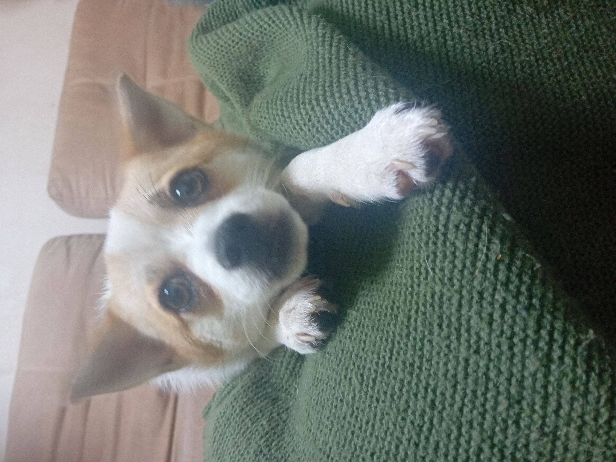 Small terrier mix relaxes and plays at home in Chuhuiv