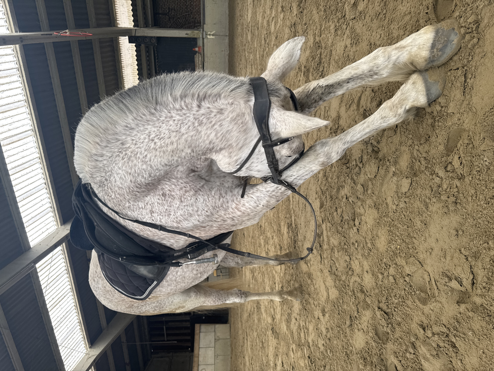 Horse resting in Belgian riding arena during morning session