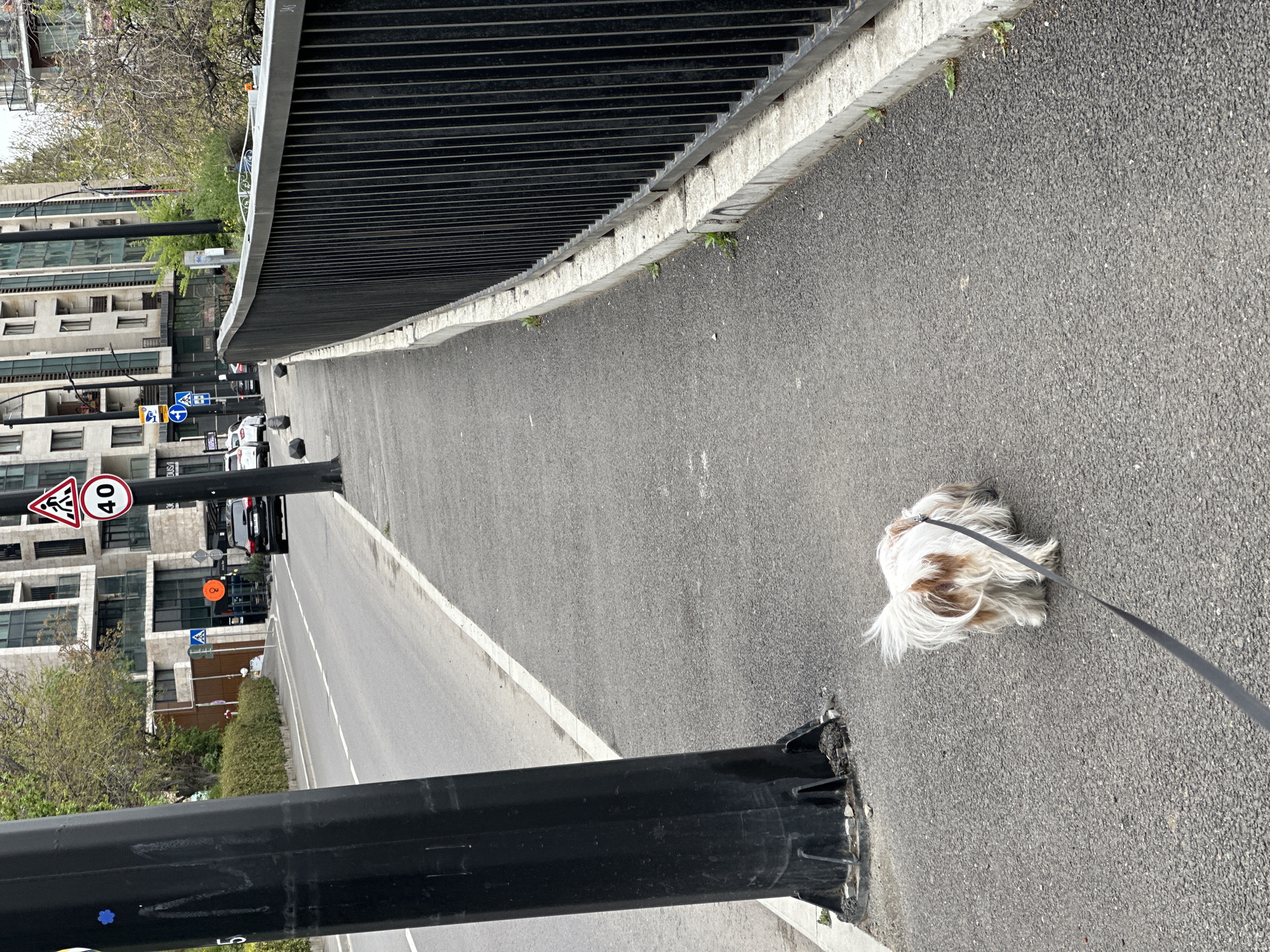 Small fluffy dog spotted during morning walk in Tbilisi