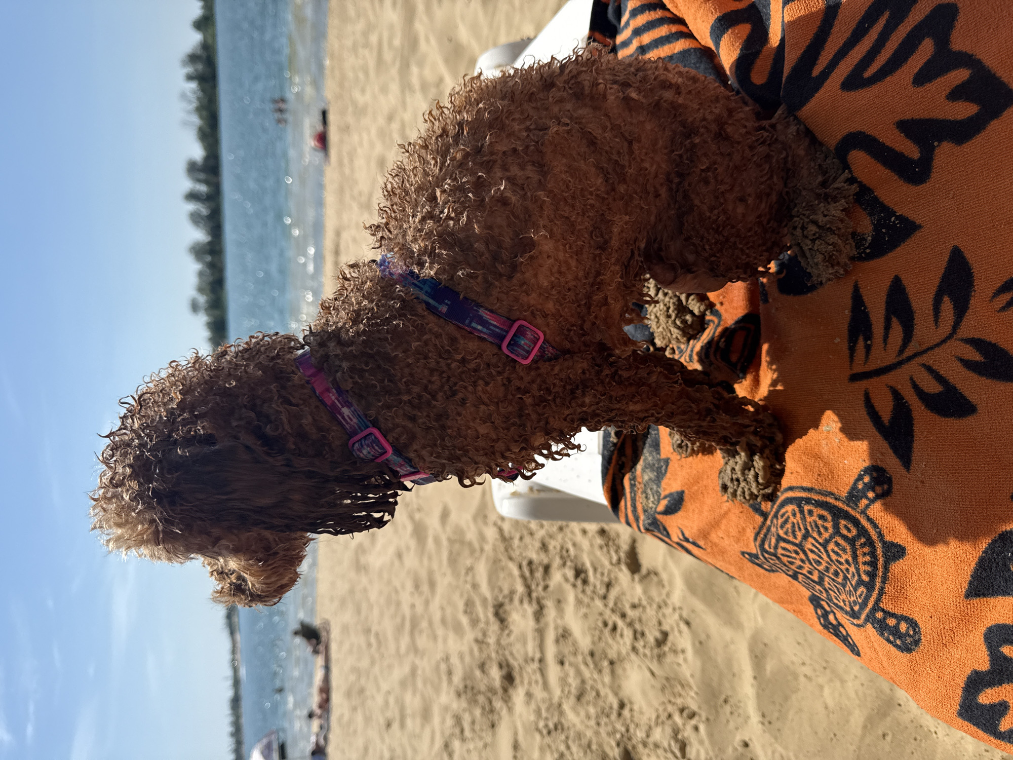 Relaxed beach day at Yelyzavetivka reservoir with a dog in tow