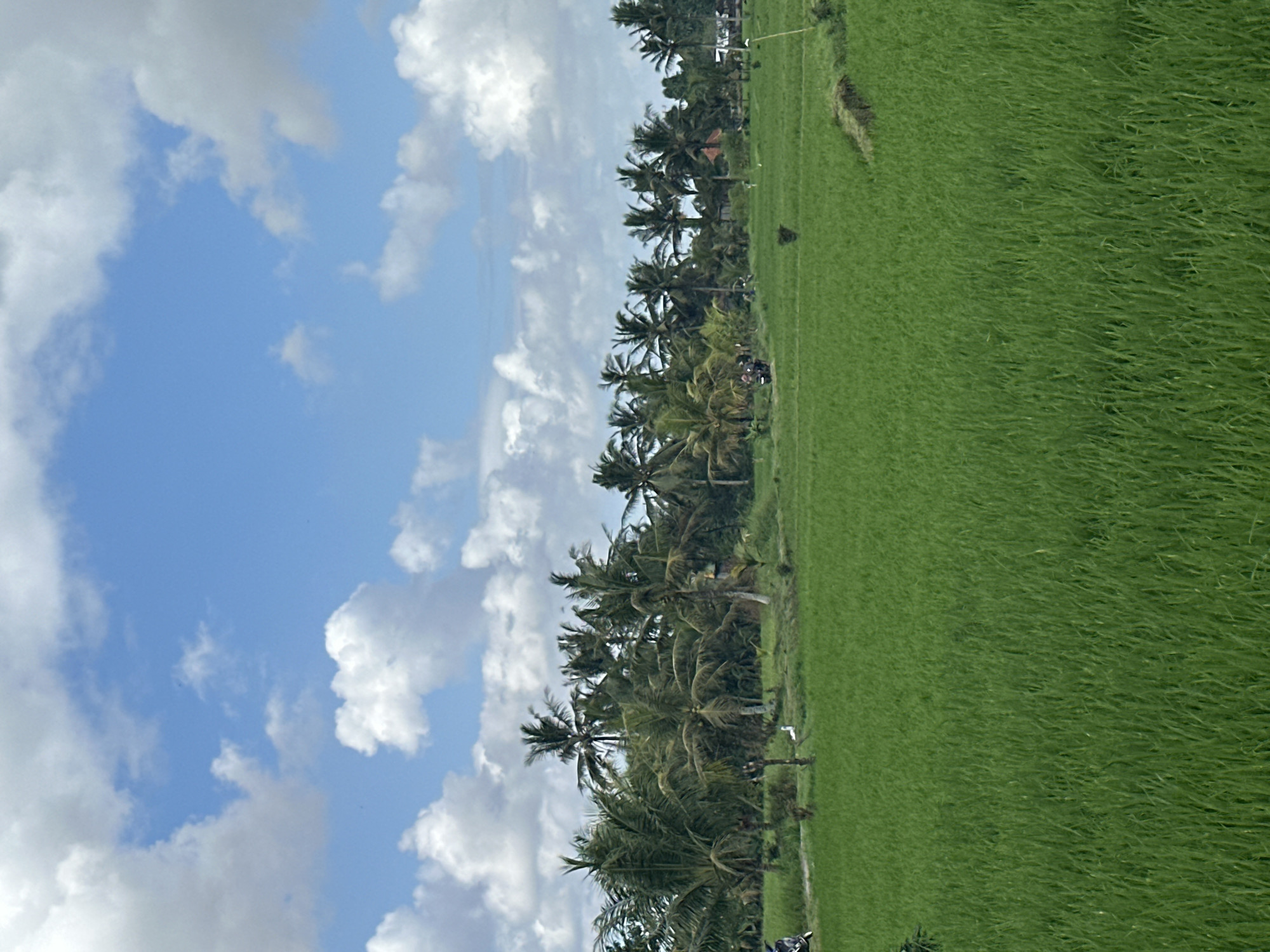 Rice farmers documented working fields near temple in Marga
