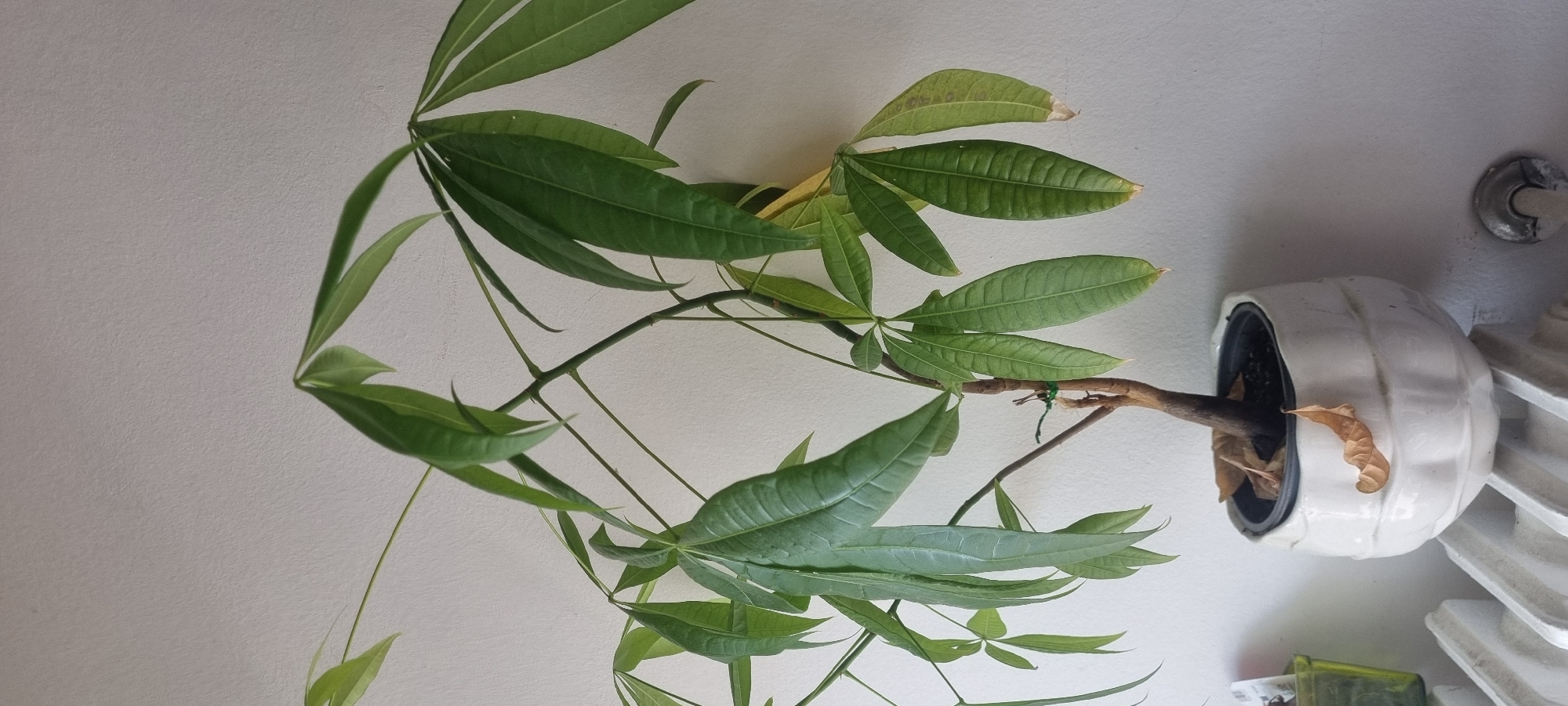 Sunday morning indoors: a pet bird, houseplants, and quirky decor in Nerviano