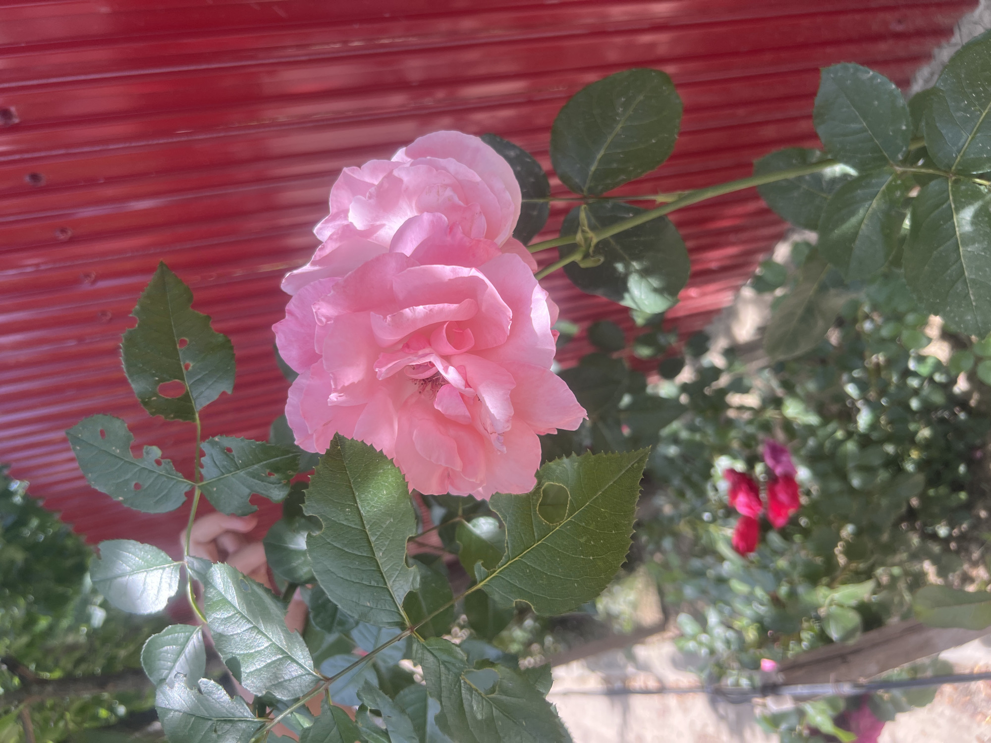 Summer morning in Bârnova: gardens, wildlife, and neighborhood streets