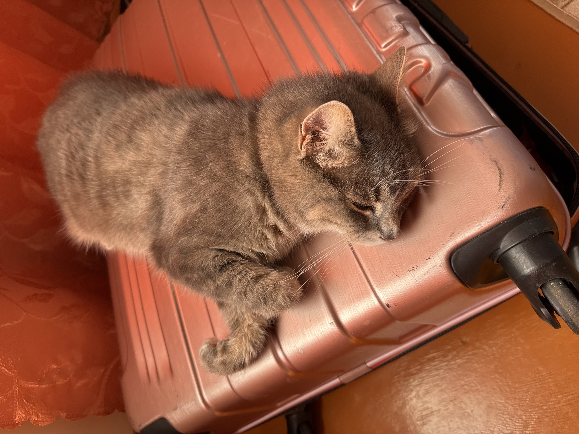 Grey tabby naps on a rose gold suitcase