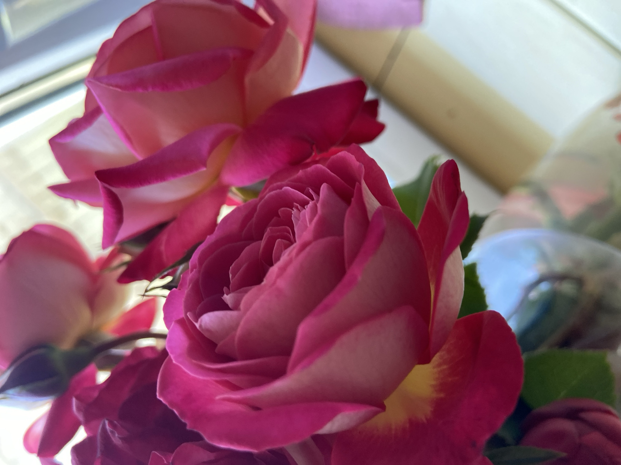 Pets, roses, and home life on a quiet Ukrainian morning