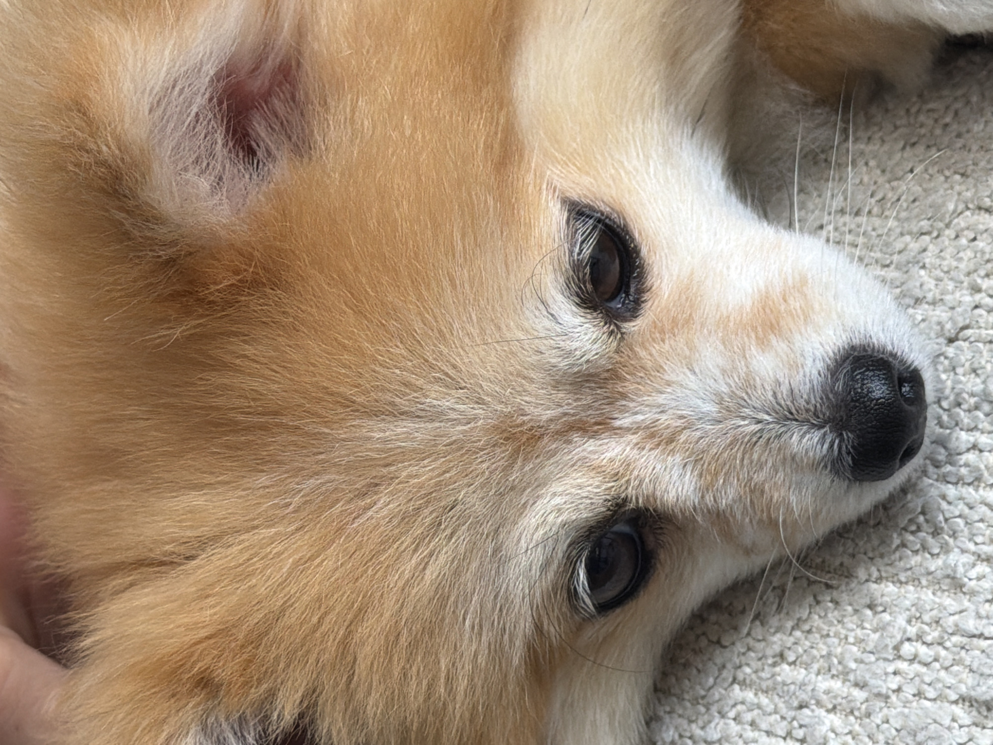 Lazy morning at home with a Pomeranian and breakfast