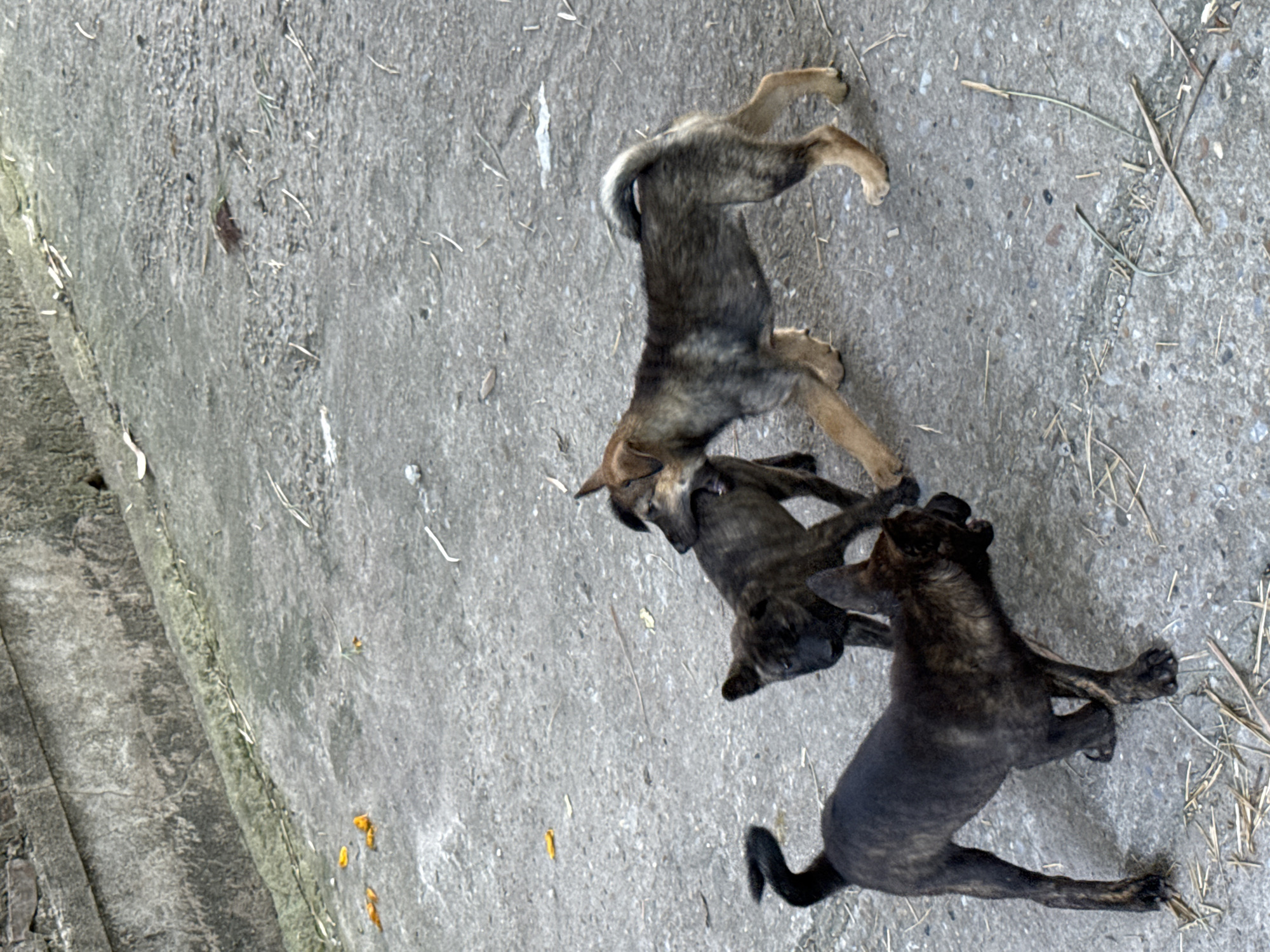 Puppies play, moon rises through bamboo in Hà Nội morning