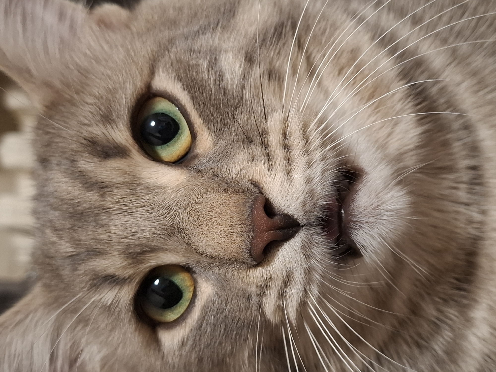 Gray tabby cat with green eyes spotted in close-up