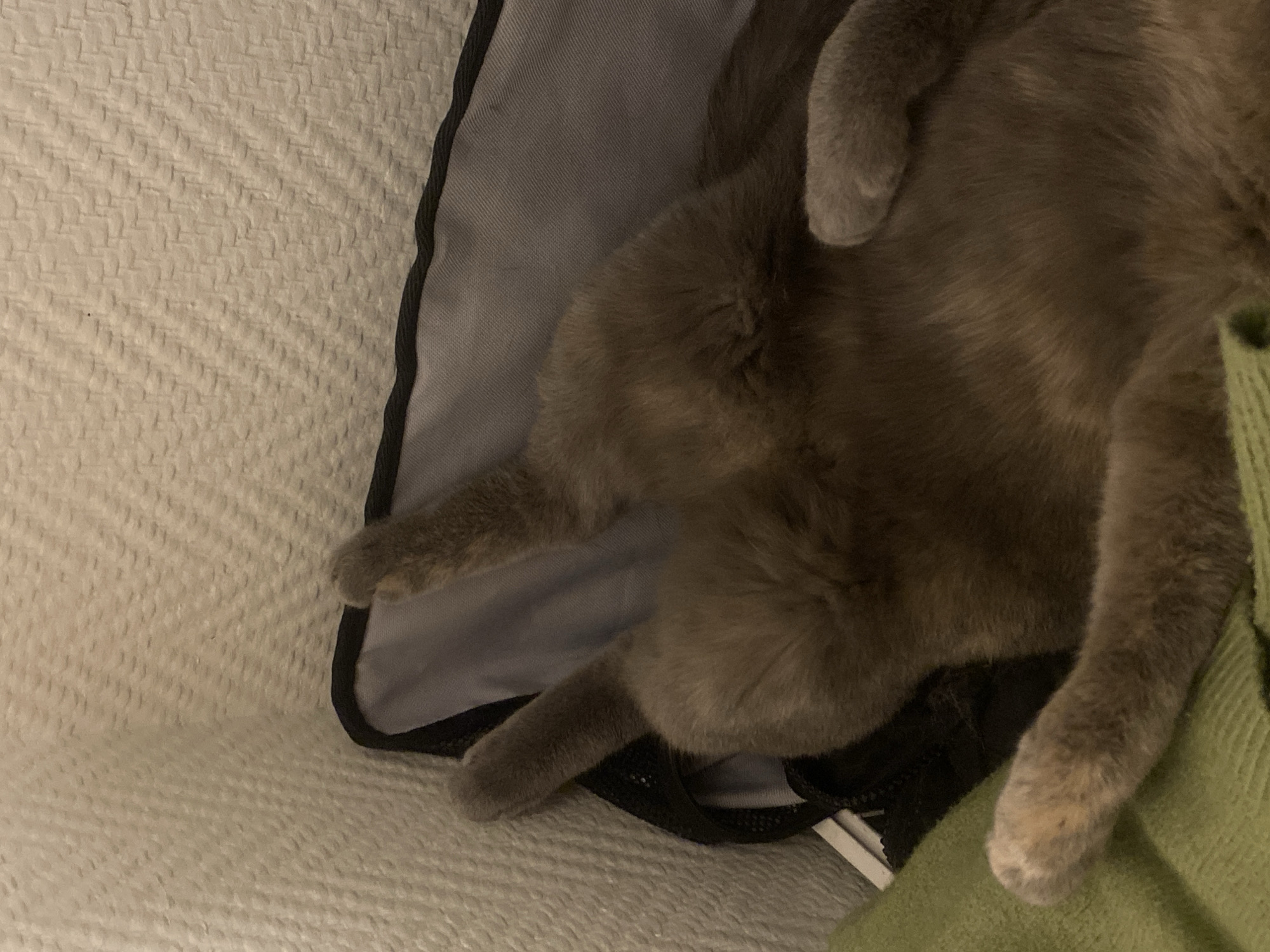 Cat sleeps peacefully indoors in Björklinge, Sweden