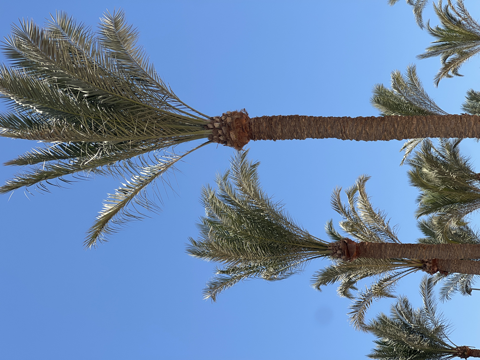 Palm-lined promenade in Sharm El Sheikh on a sunny morning