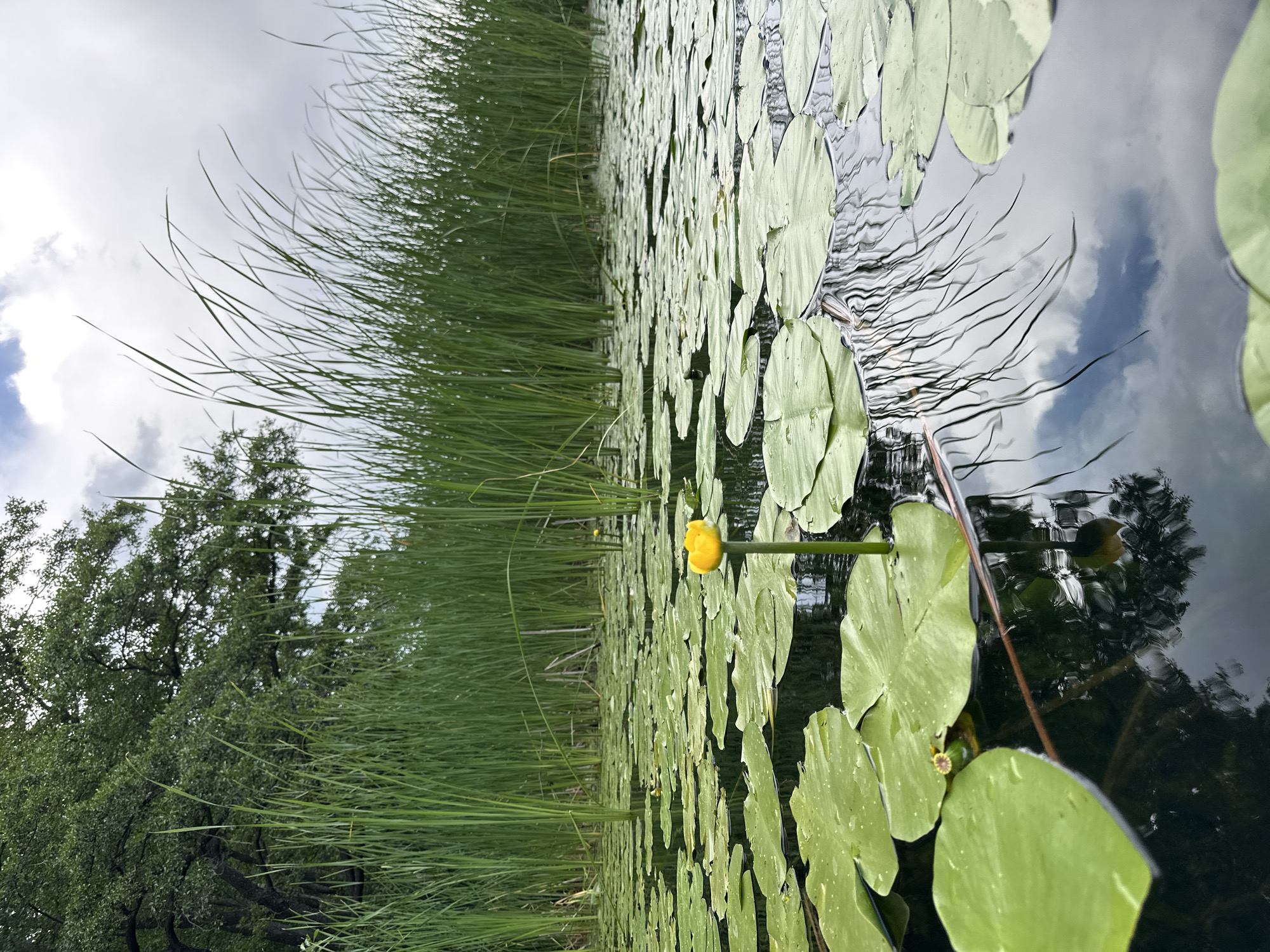 Paddleboarding a lily pad lake as a storm rolls into Lipetsk