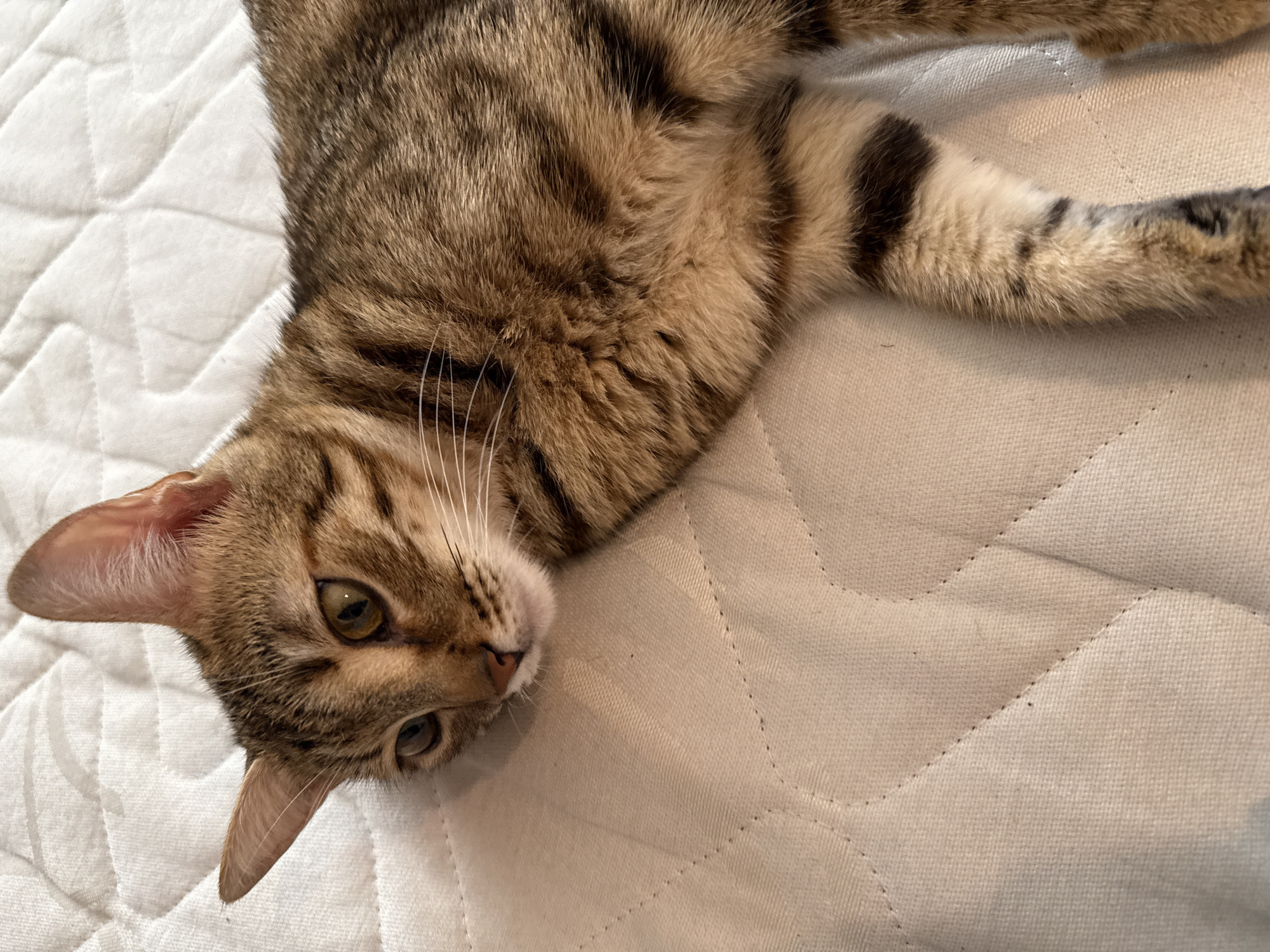 Quiet morning moments documented across Sofia homes and labs
